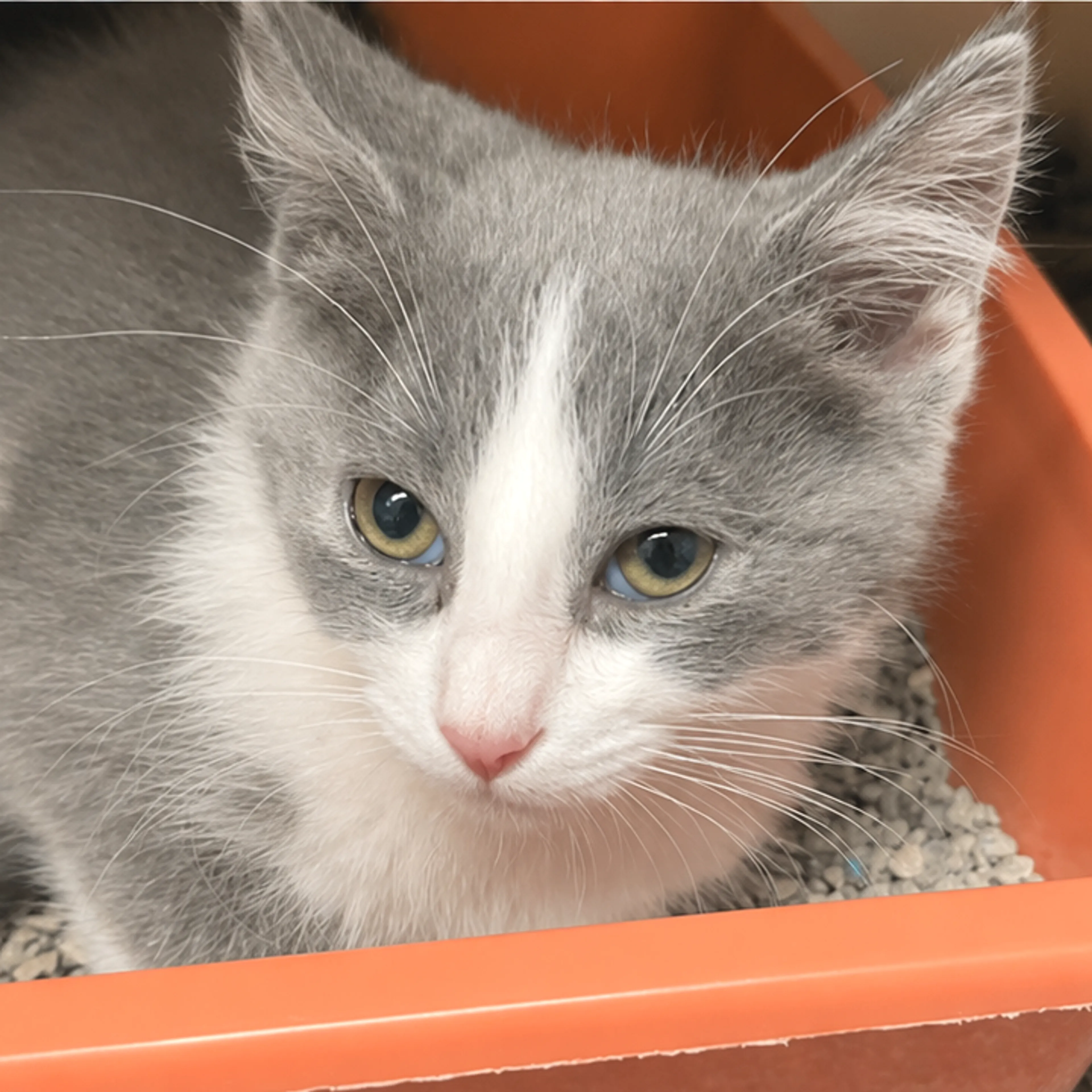 Found pet