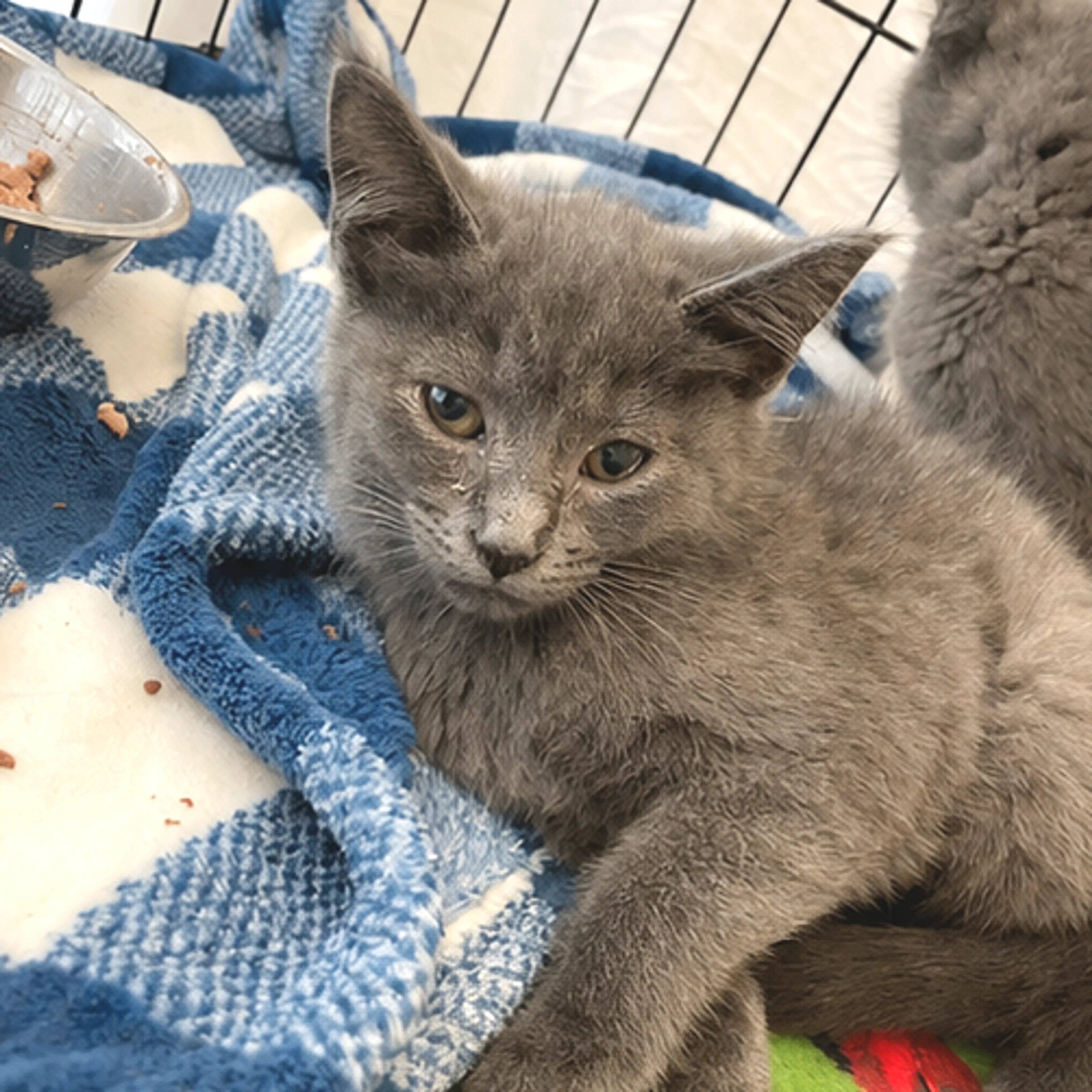 Found pet