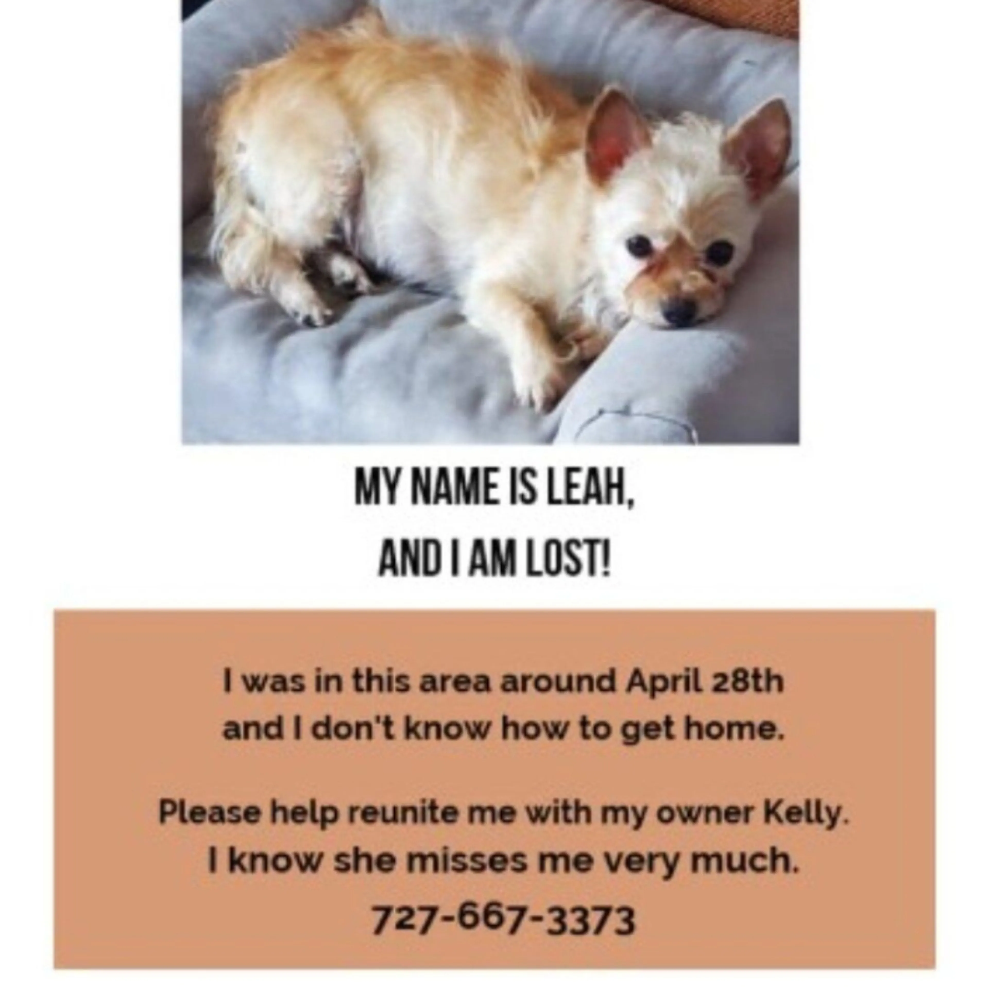 Lost pet-1