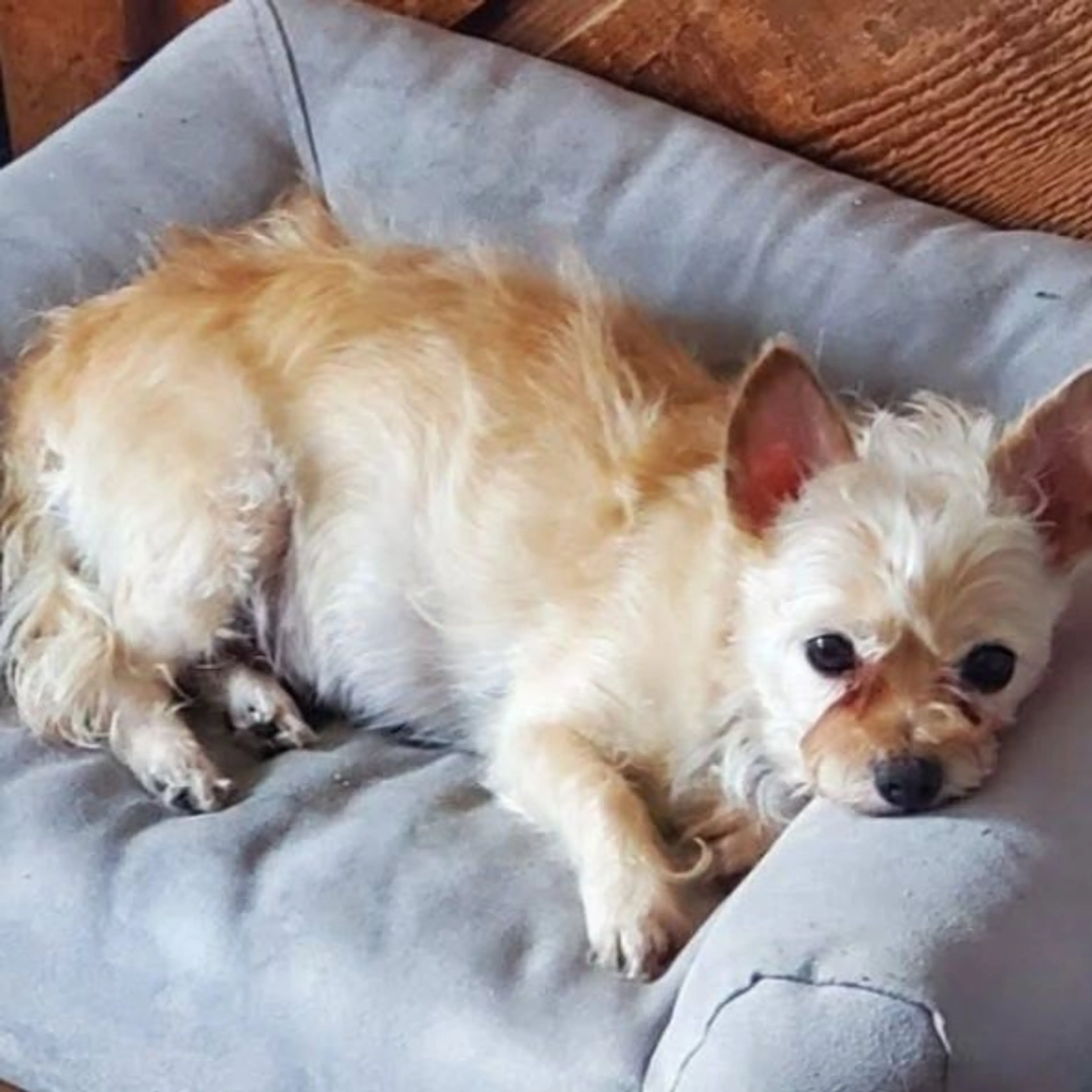 Lost pet-0