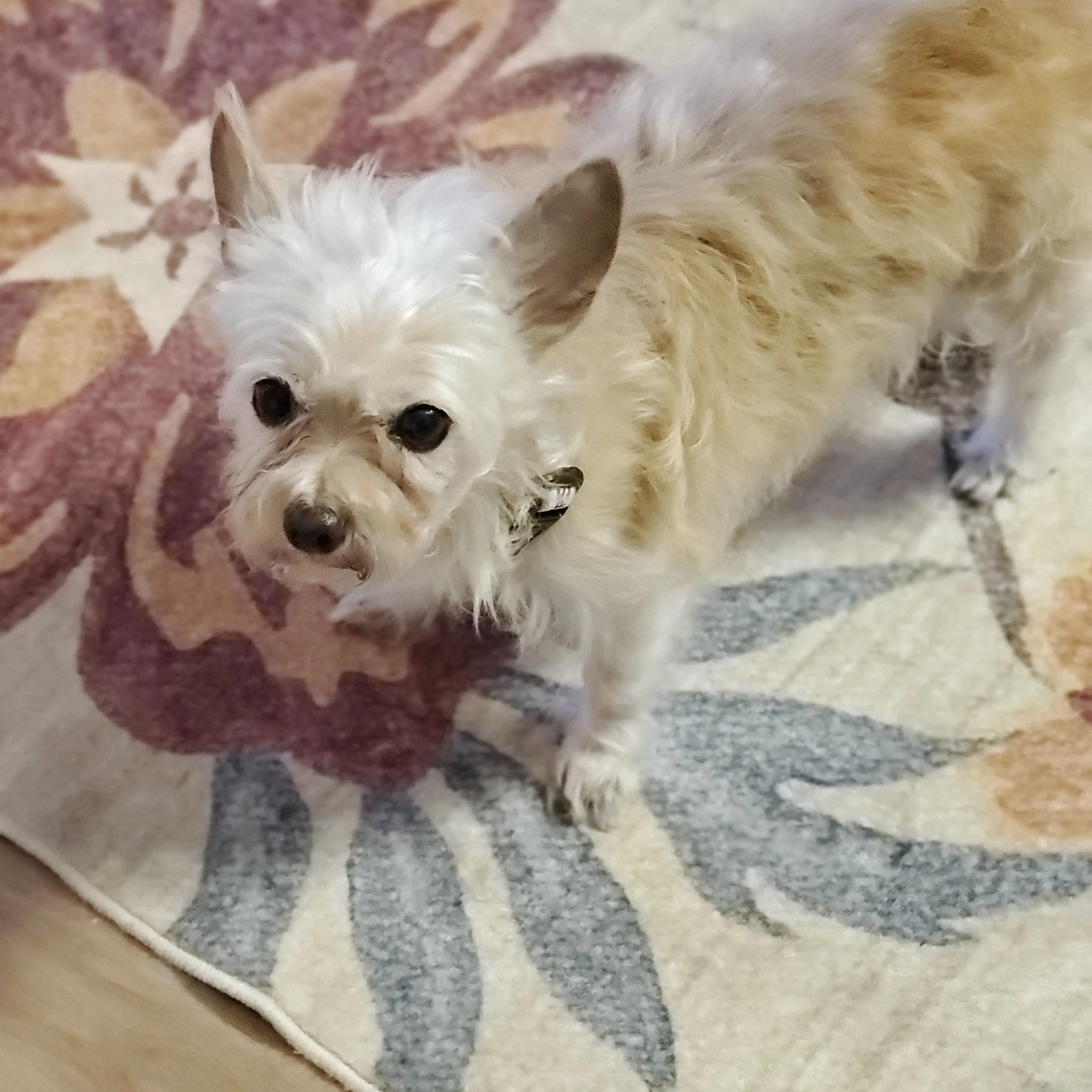 Lost pet-2