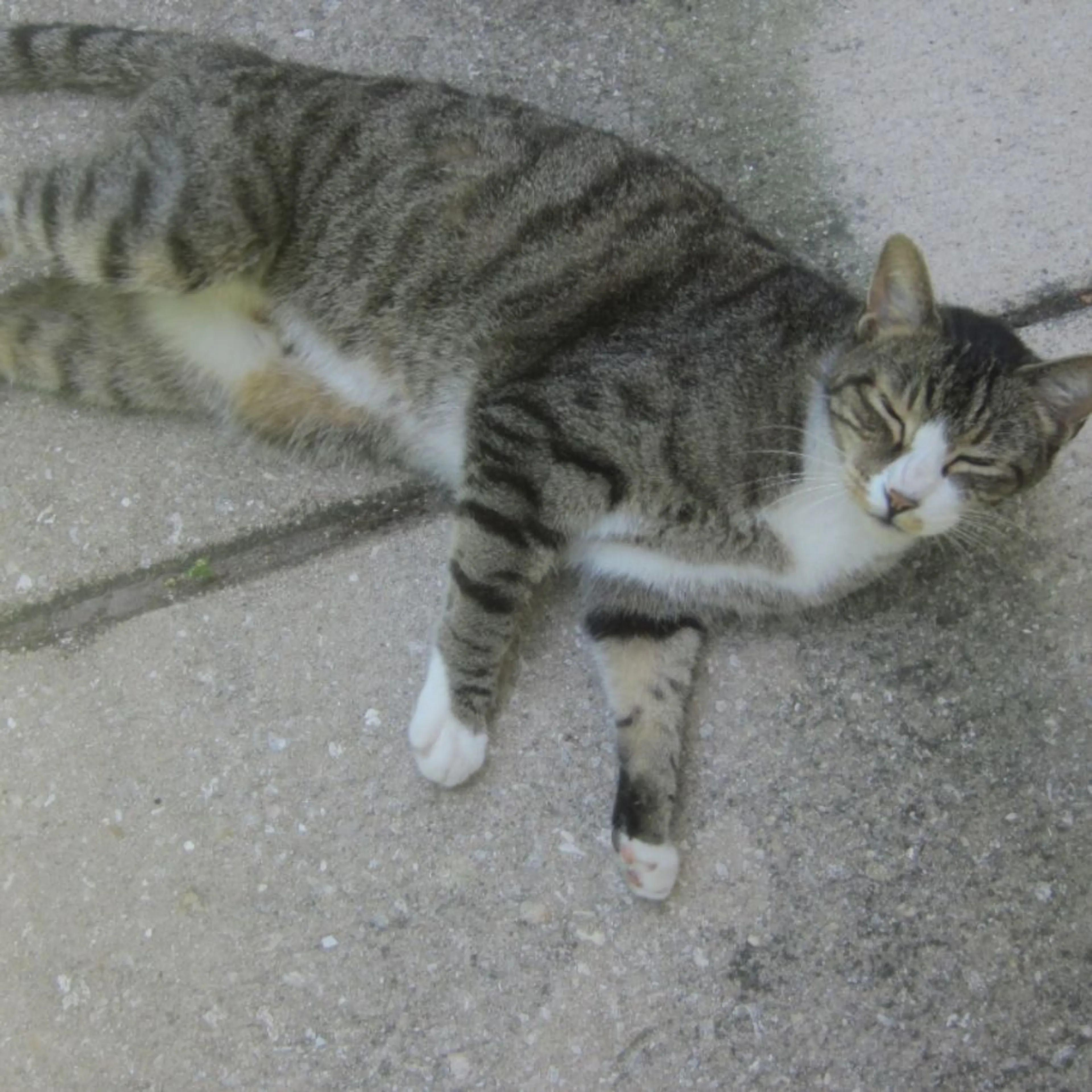 Found pet