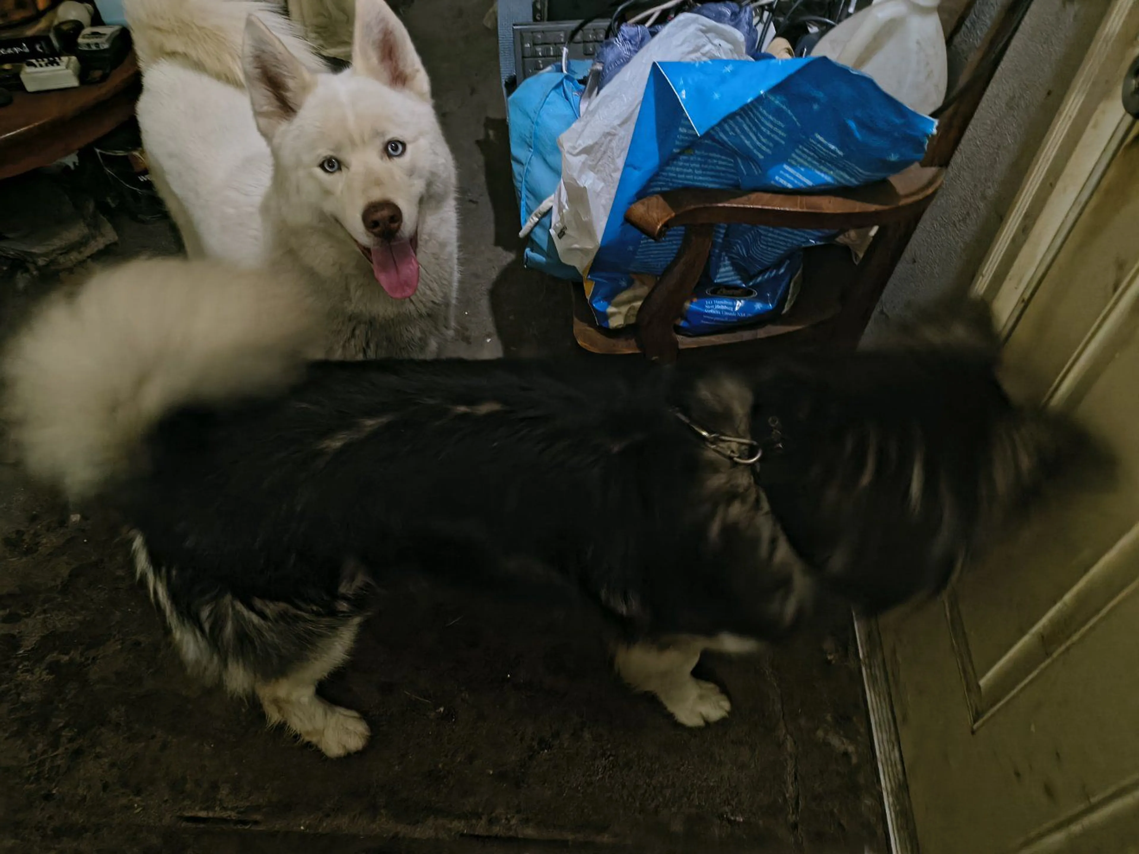Lost pet