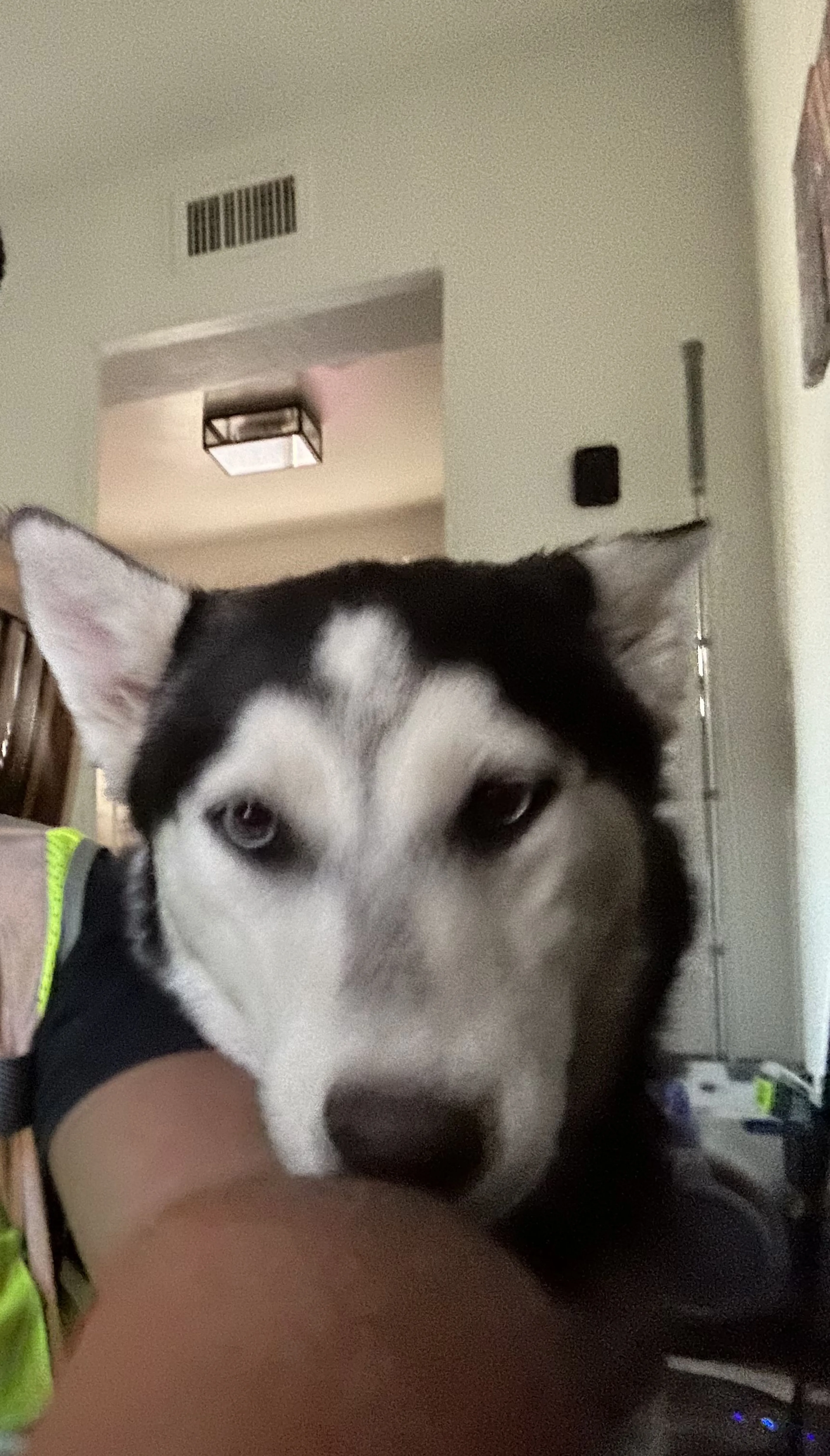 Lost pet