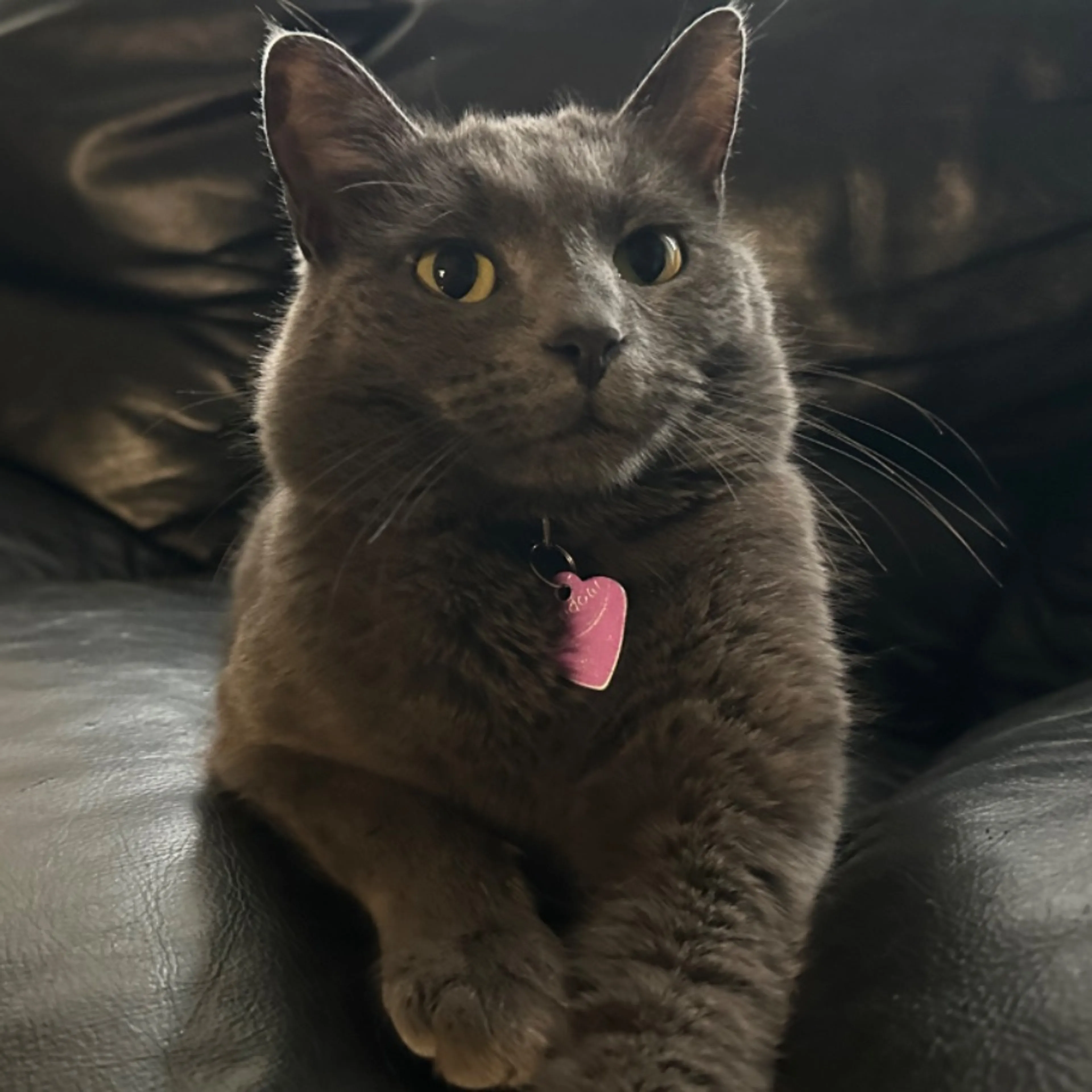 Lost pet