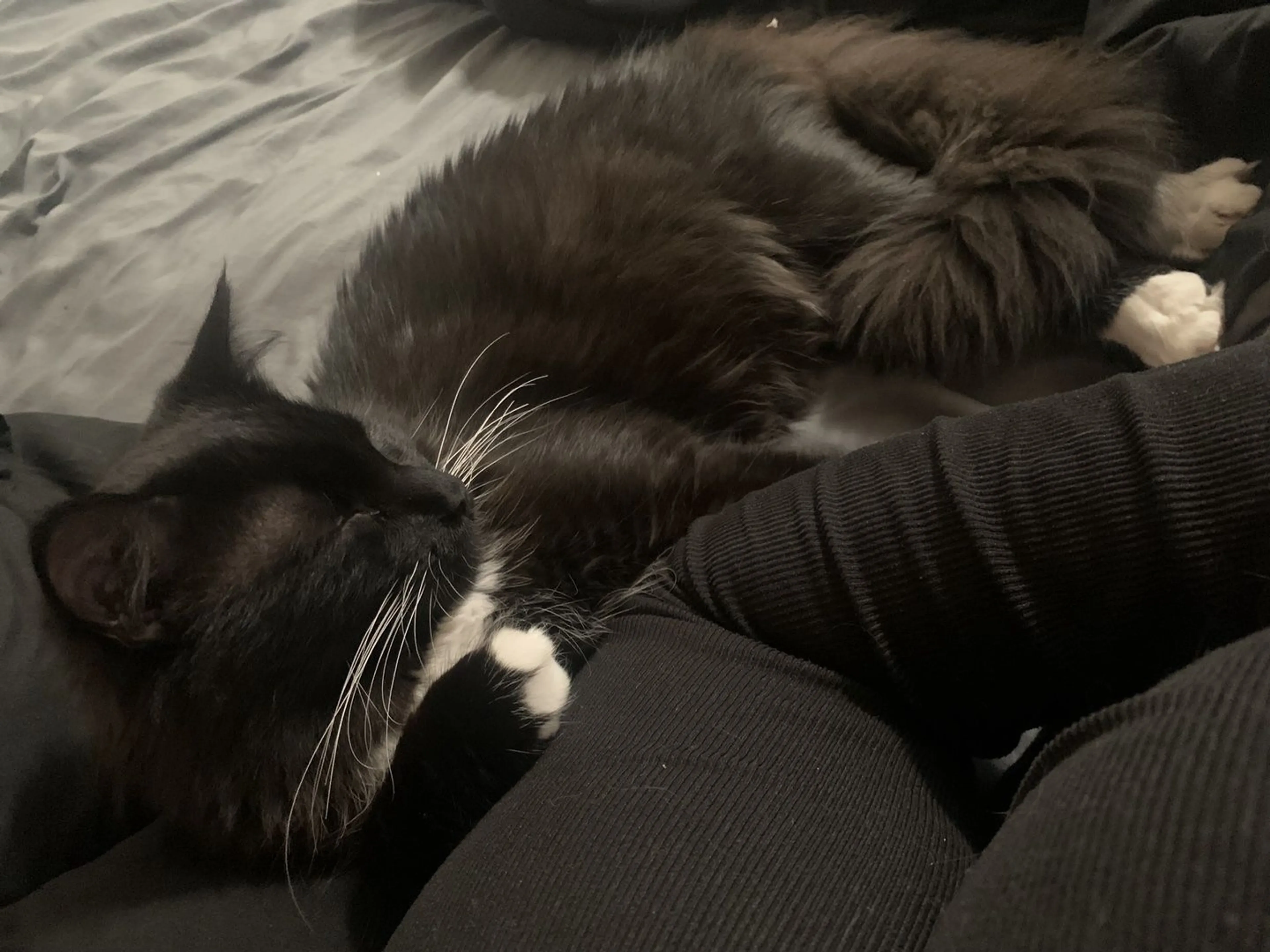 Lost pet