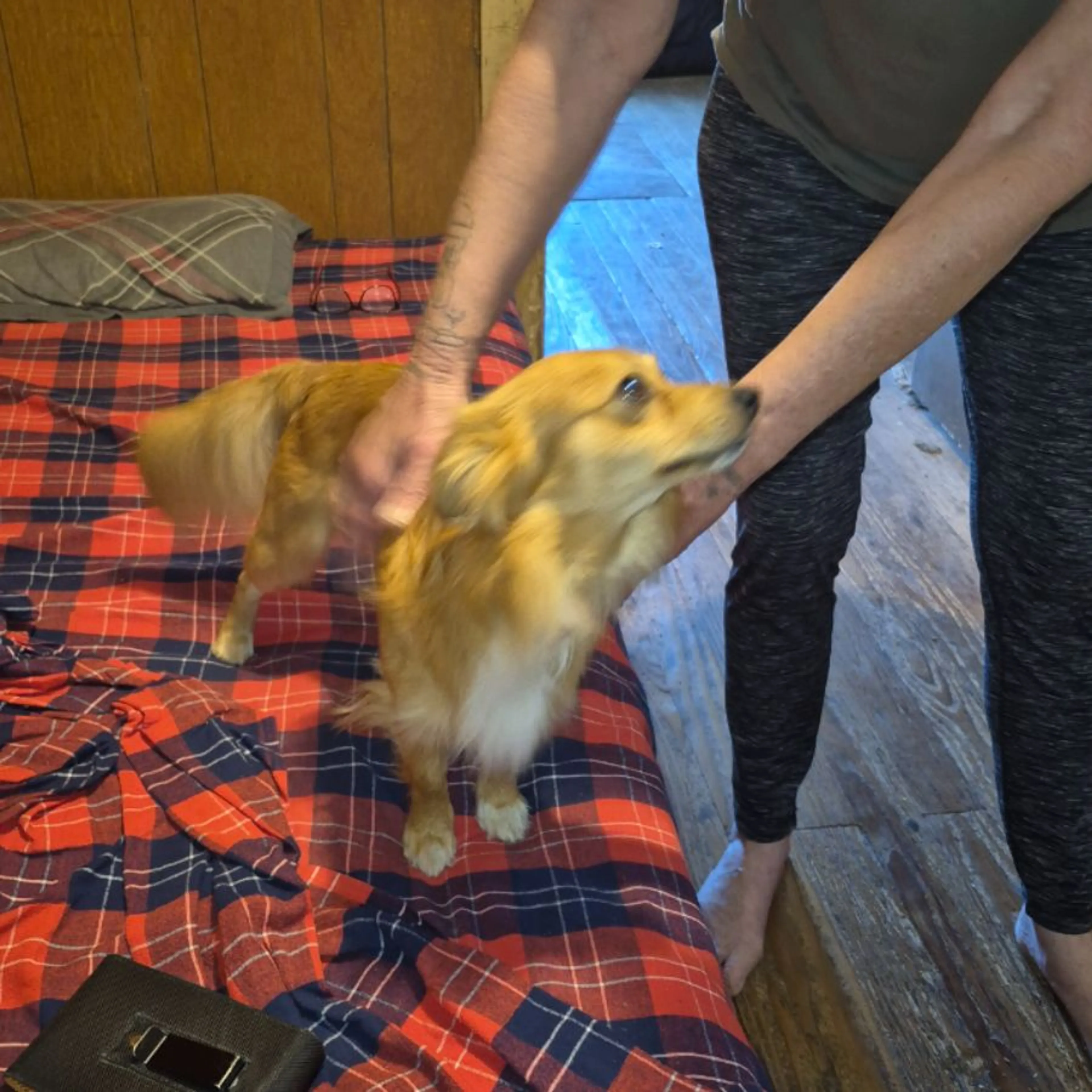Found pet