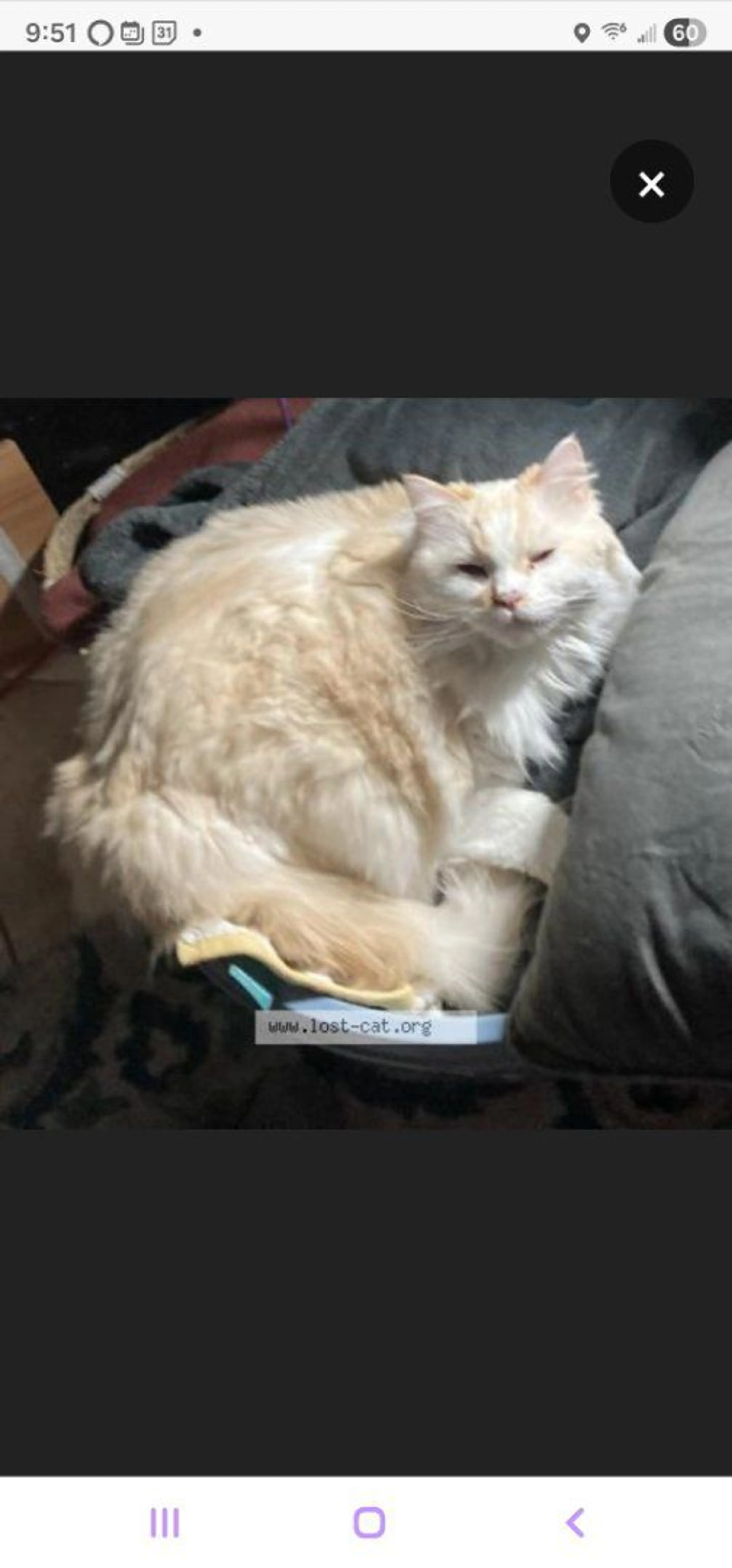 Lost pet