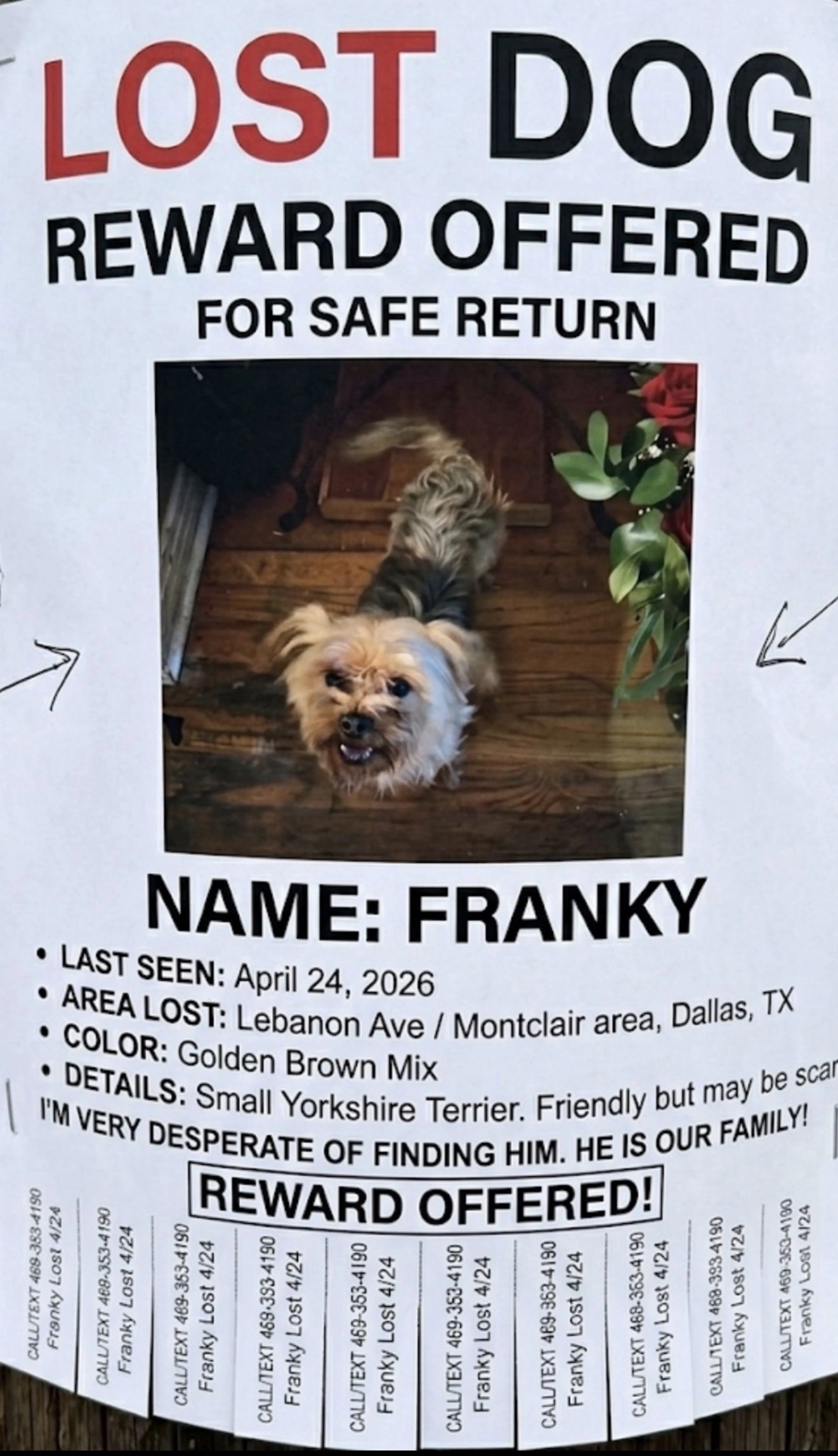 Lost pet-0