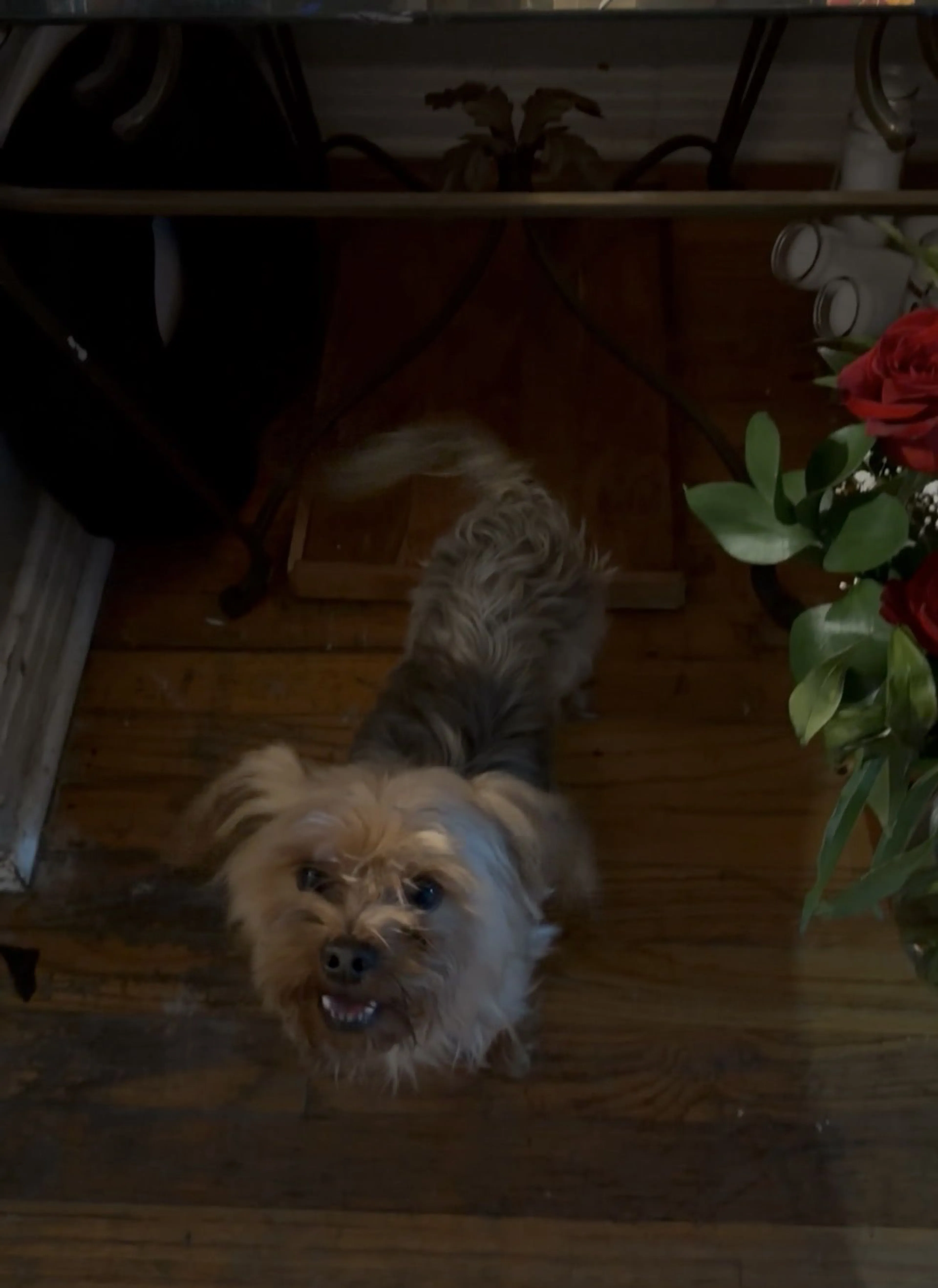 Lost pet-1