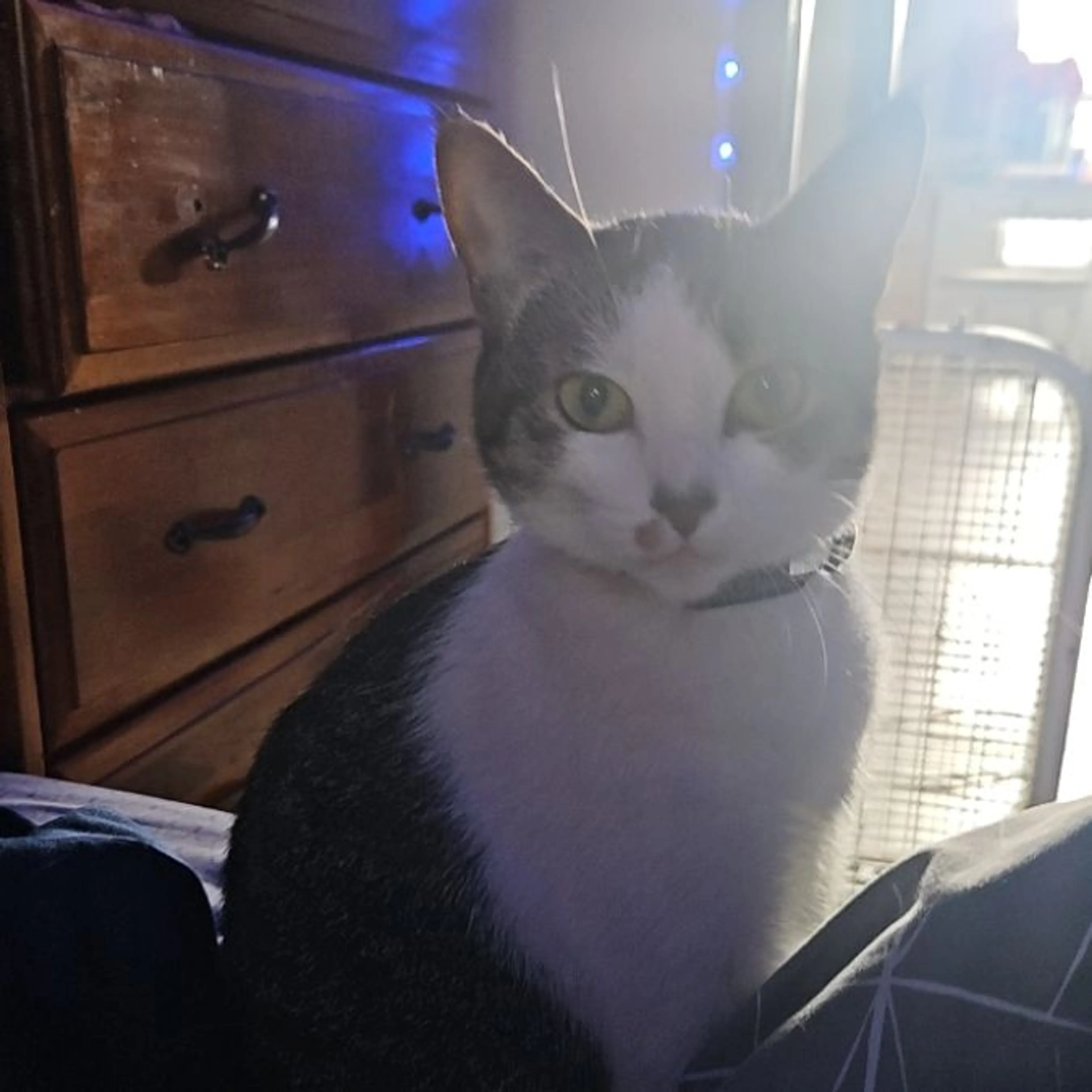 Lost pet