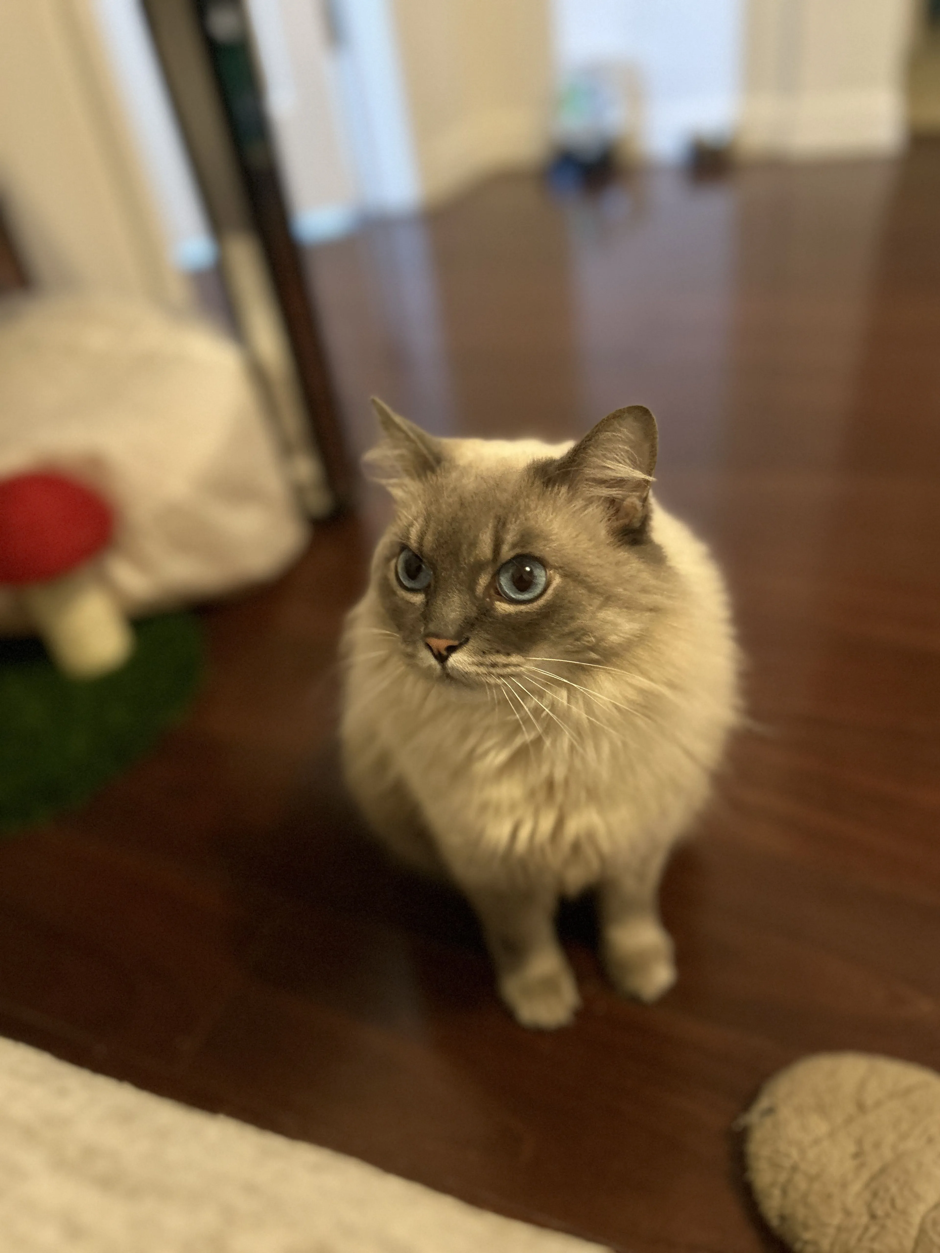 Lost pet-1