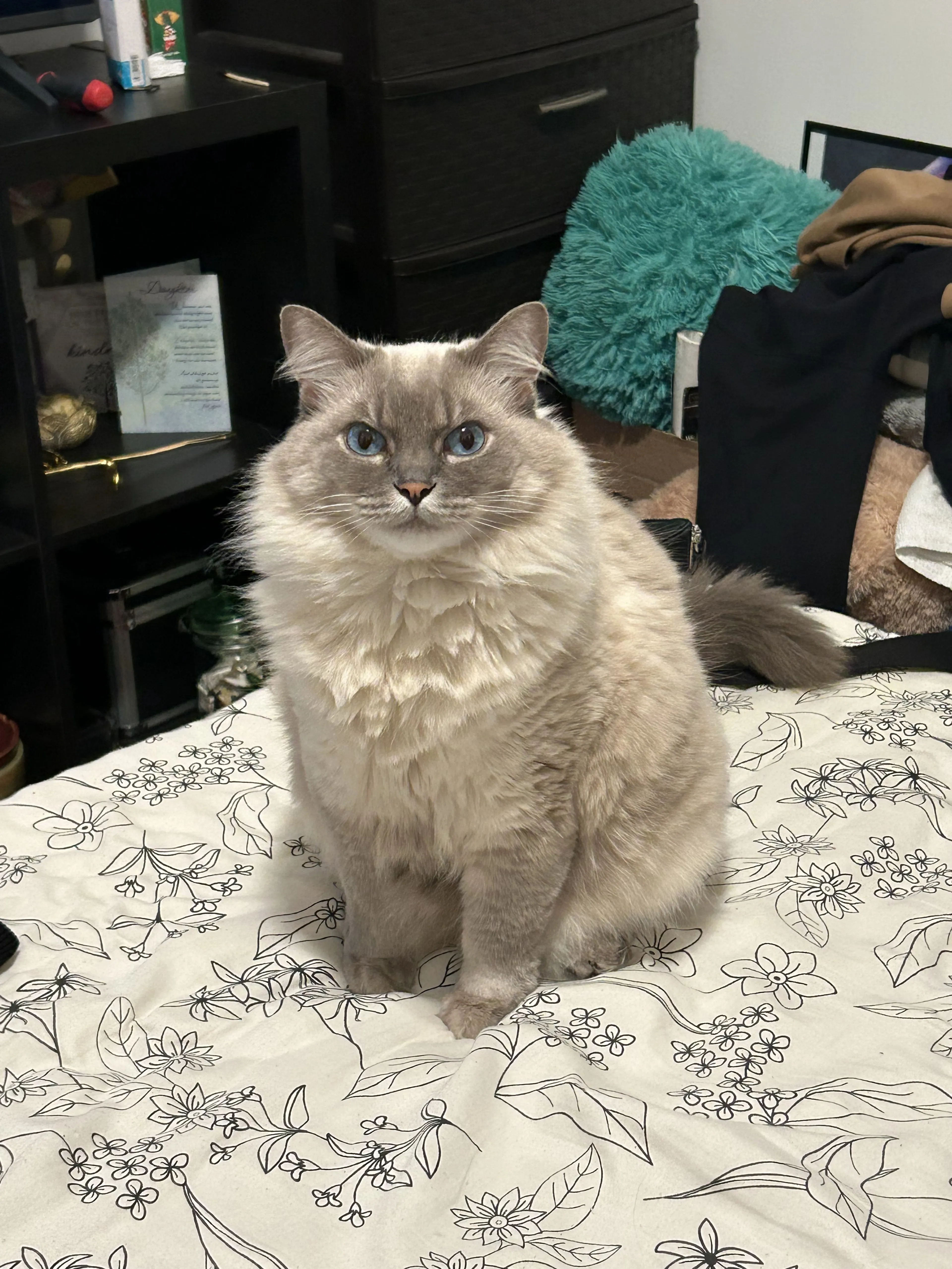 Lost pet-2
