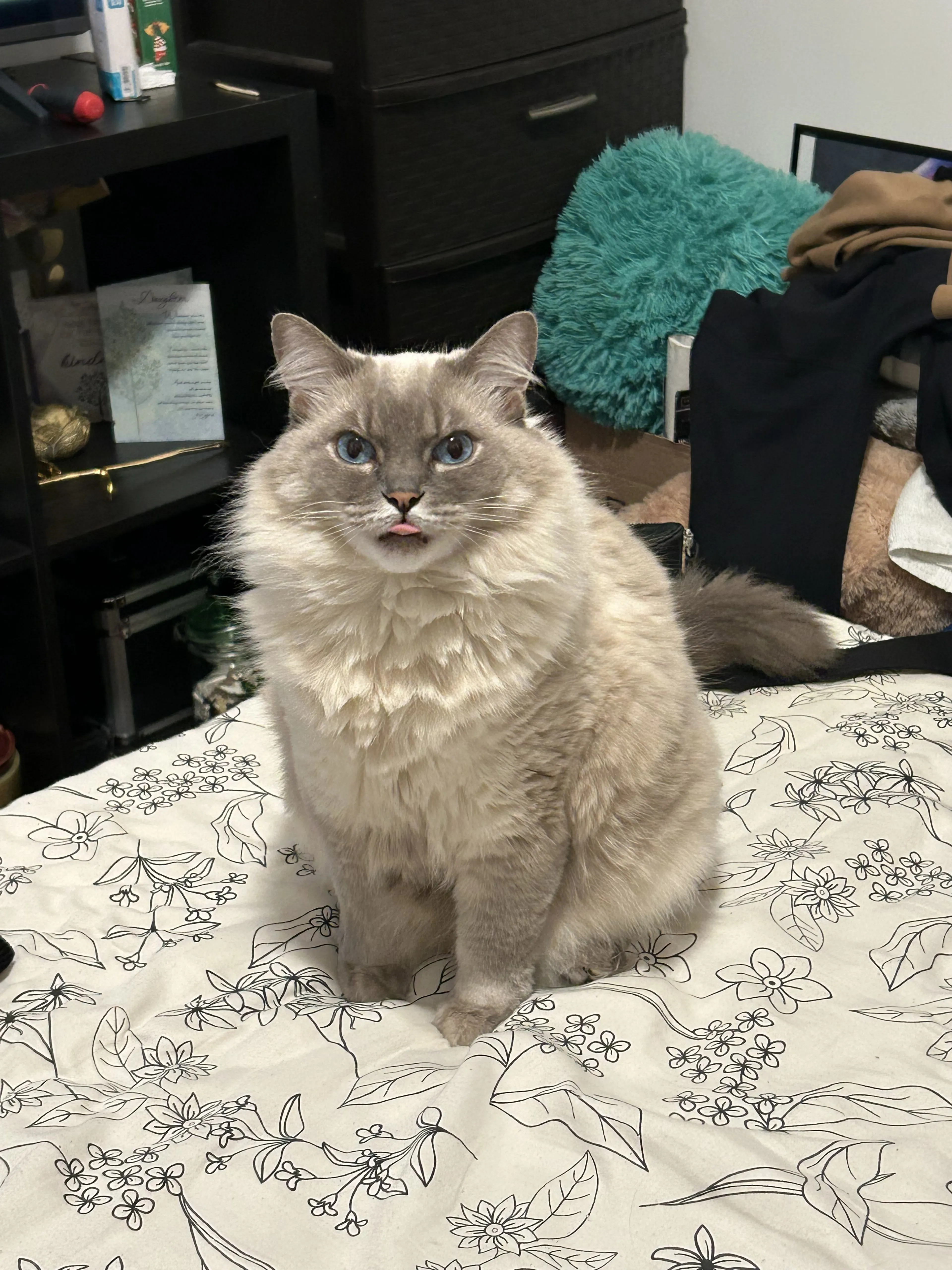 Lost pet-3