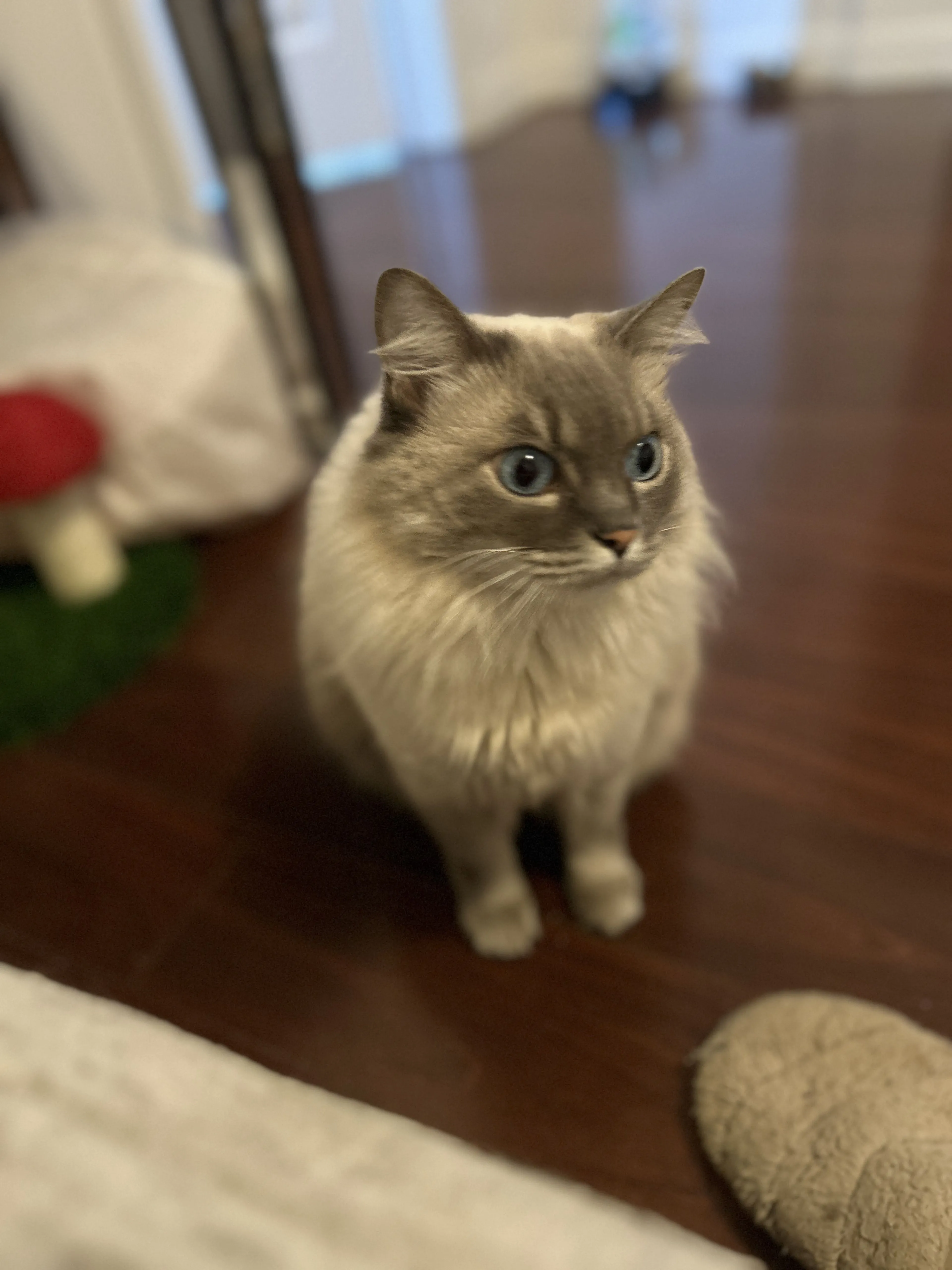 Lost pet-0