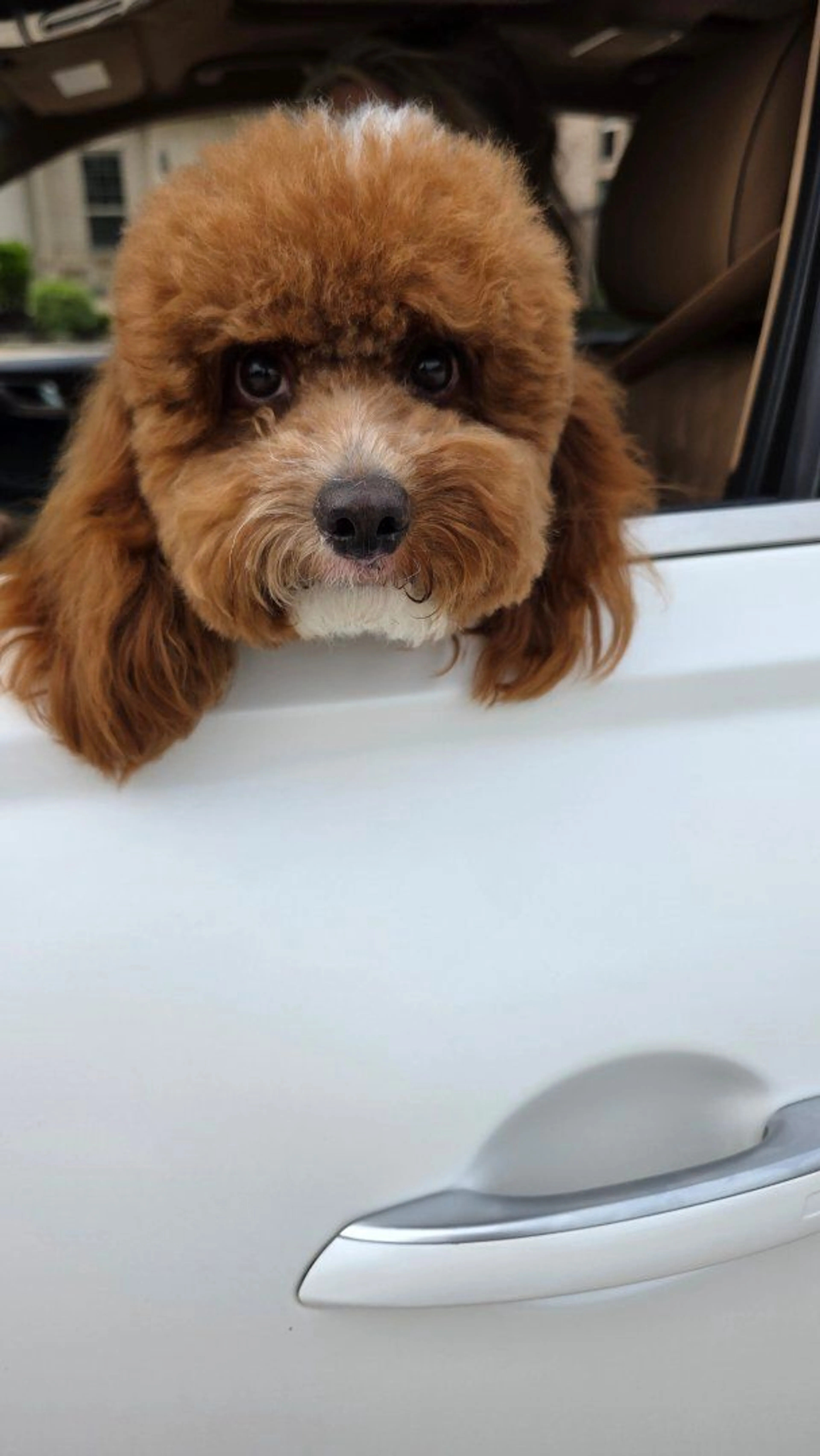 Lost pet