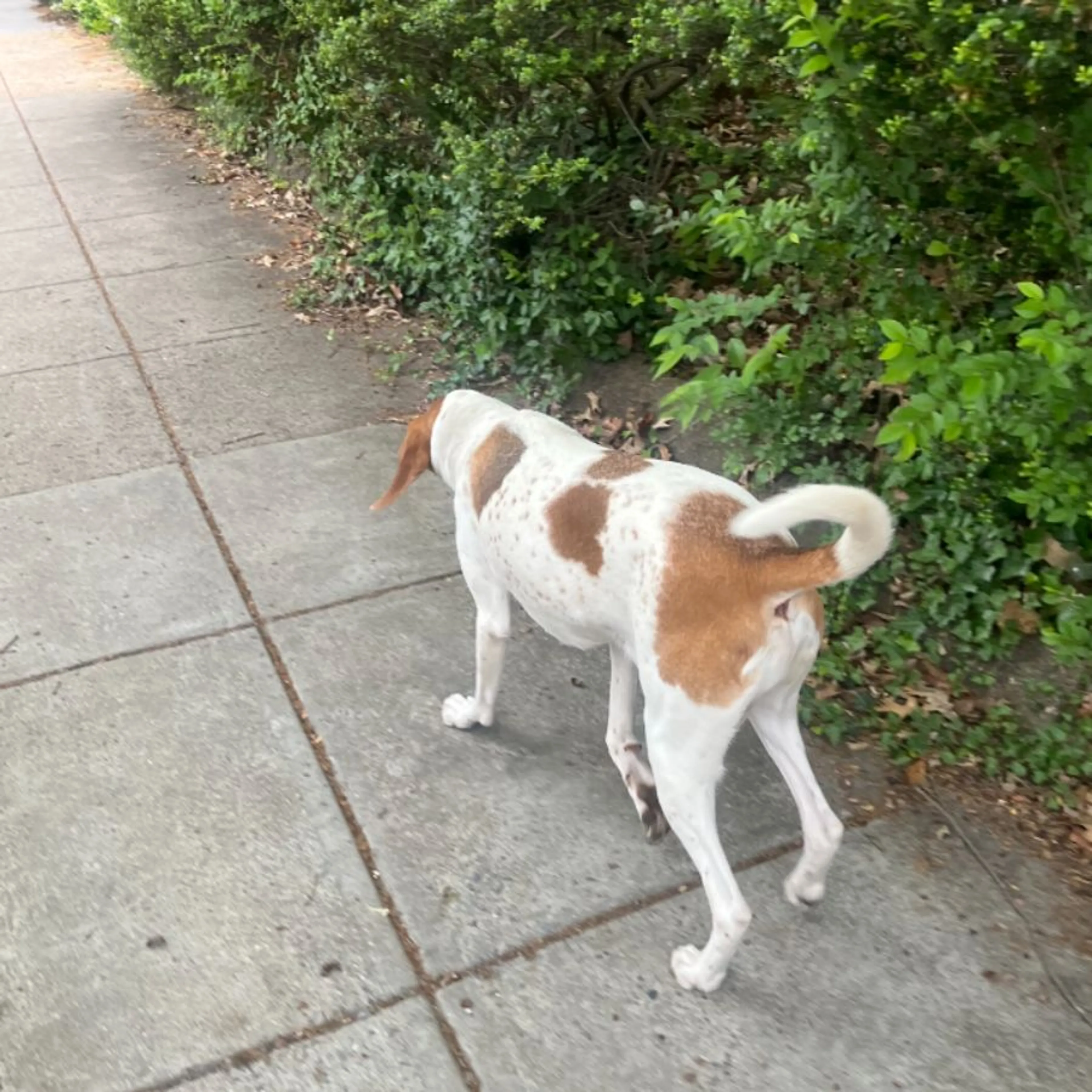 Found pet