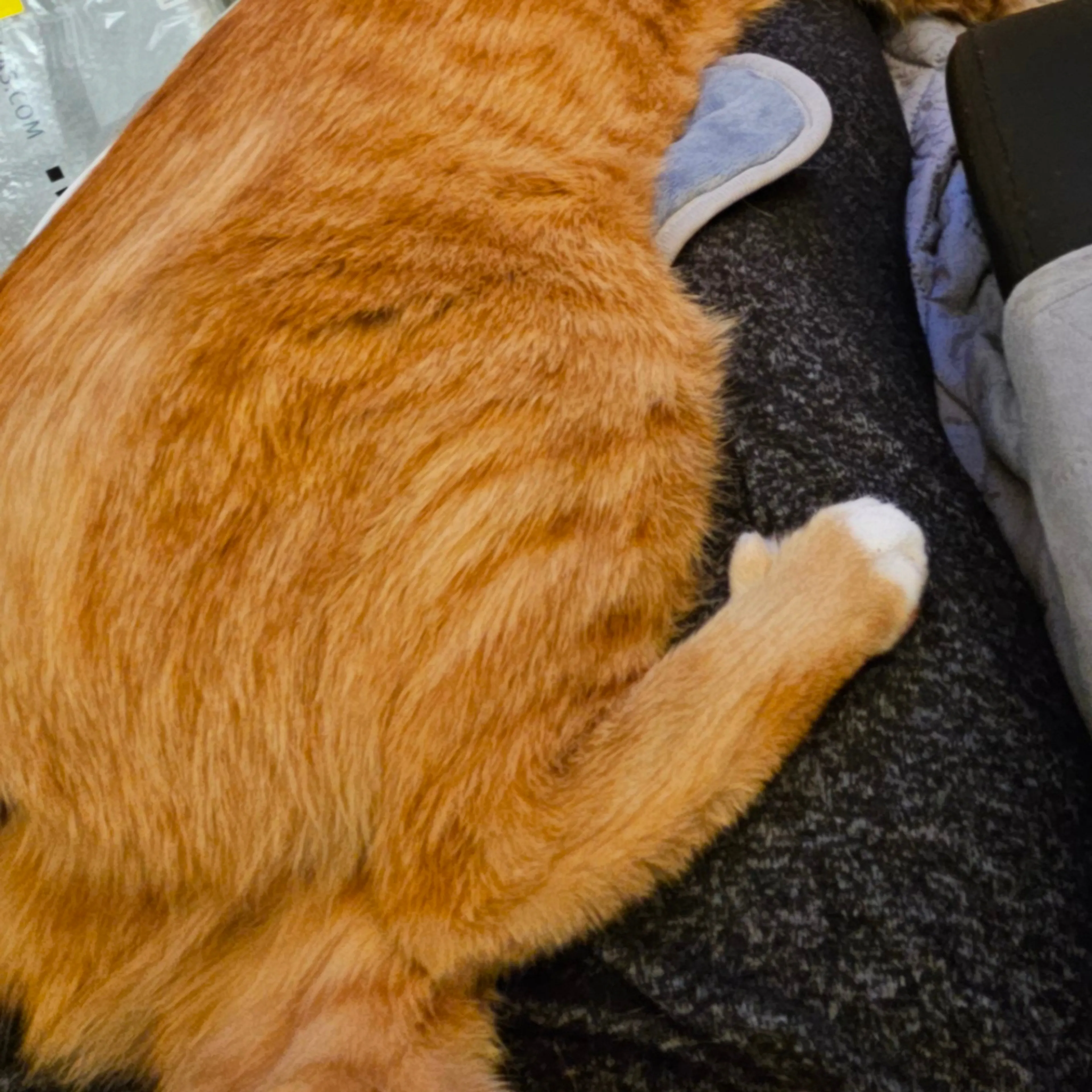 Lost pet-3