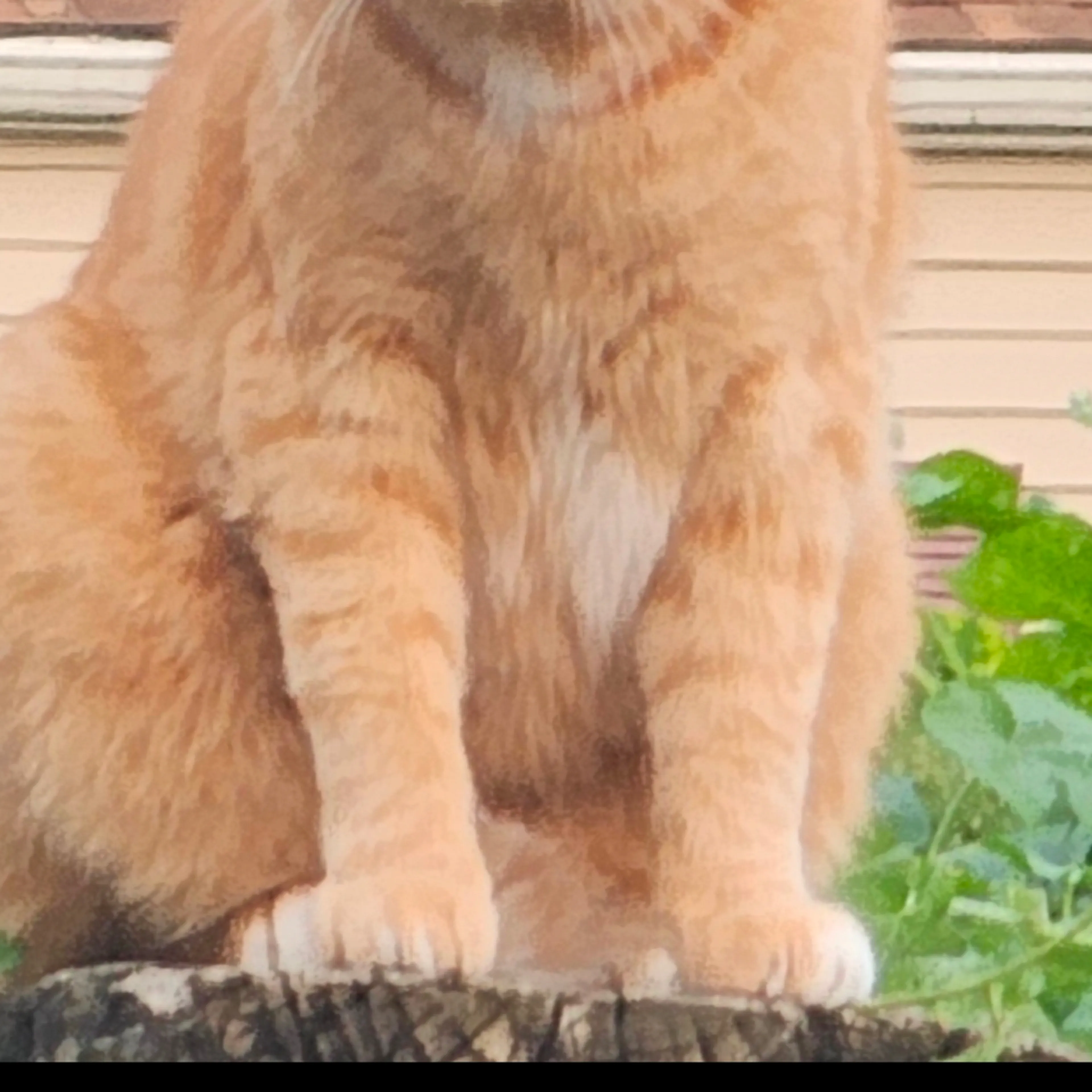 Lost pet-1