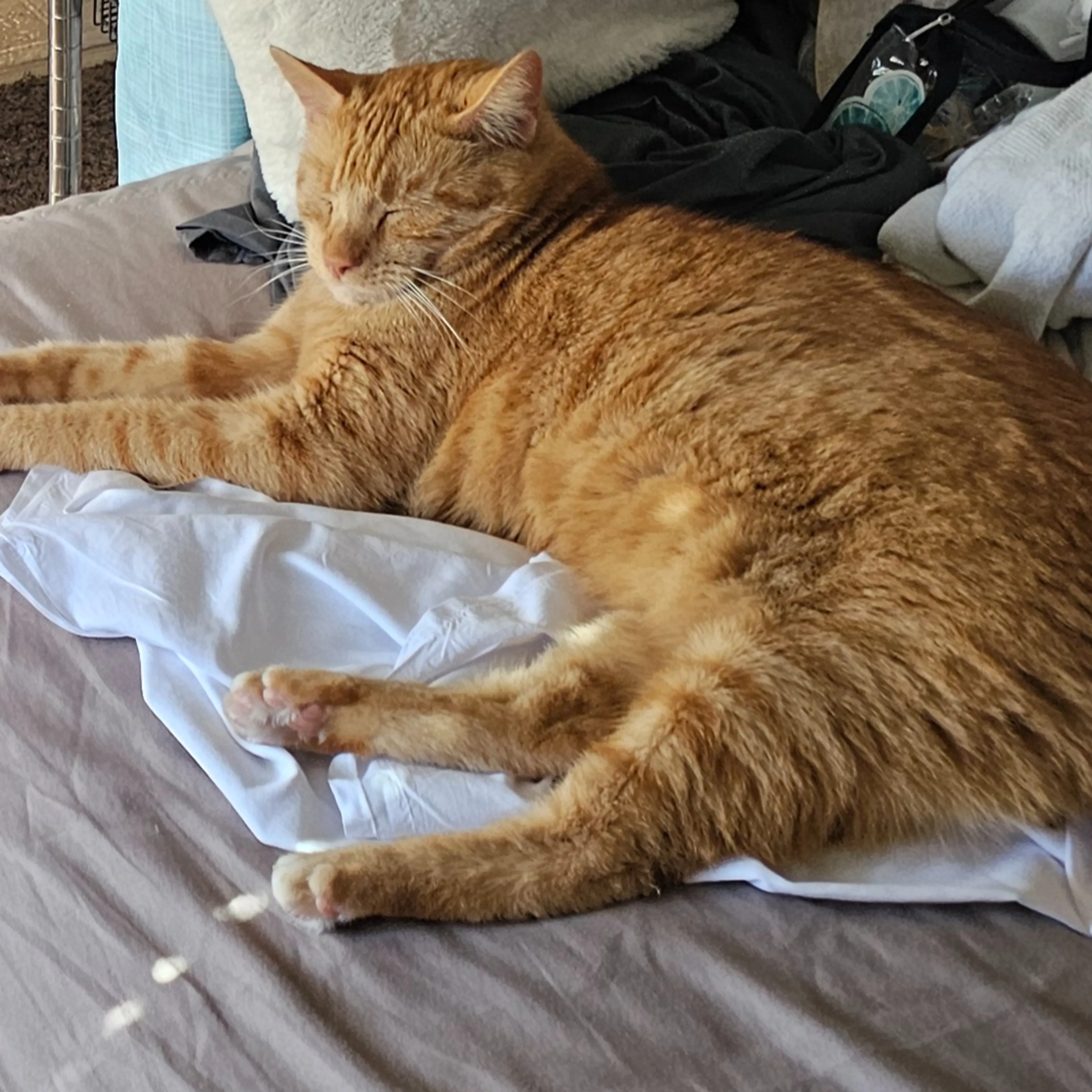 Lost pet-2
