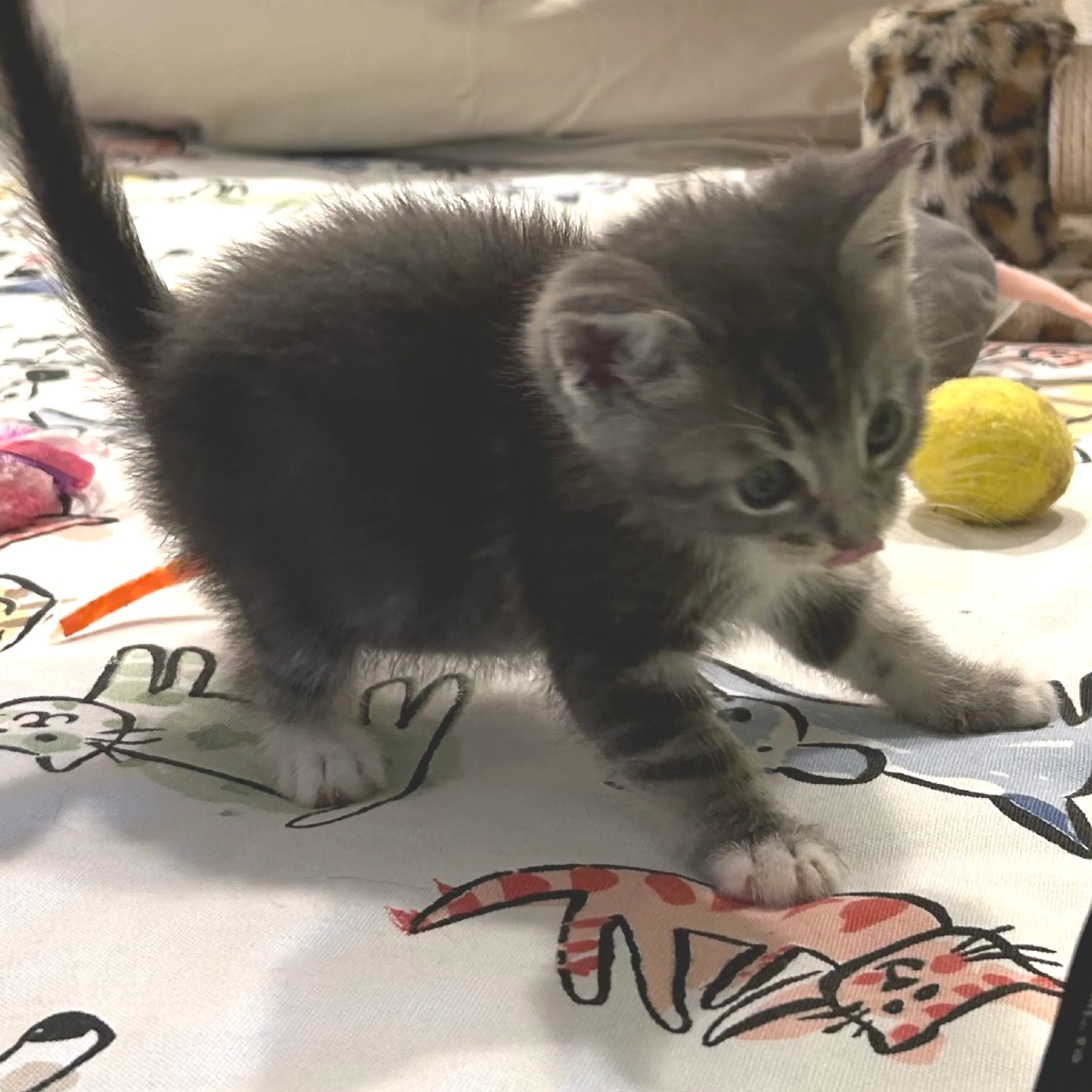 Found pet-2