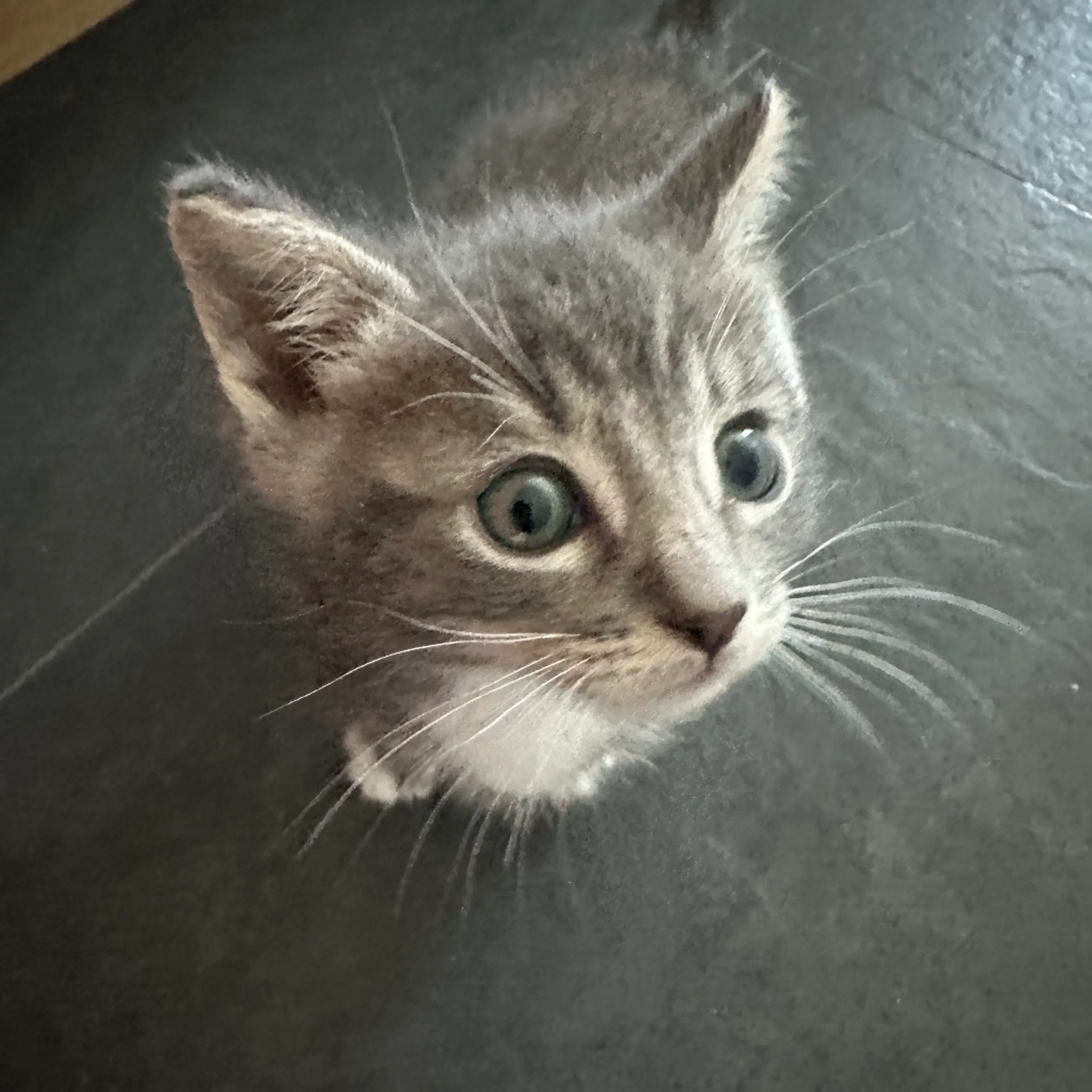 Found pet-3