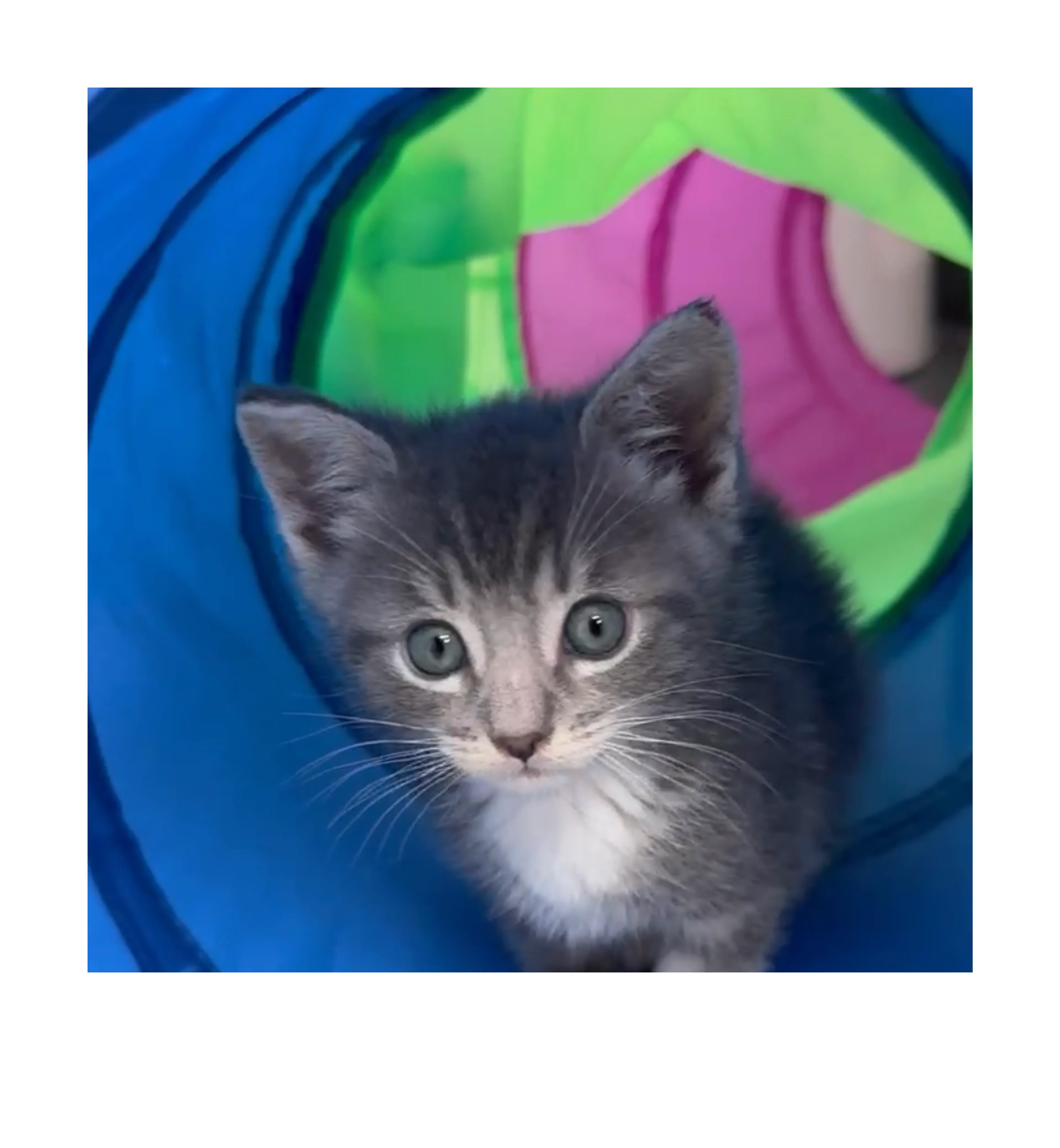 Found pet-0