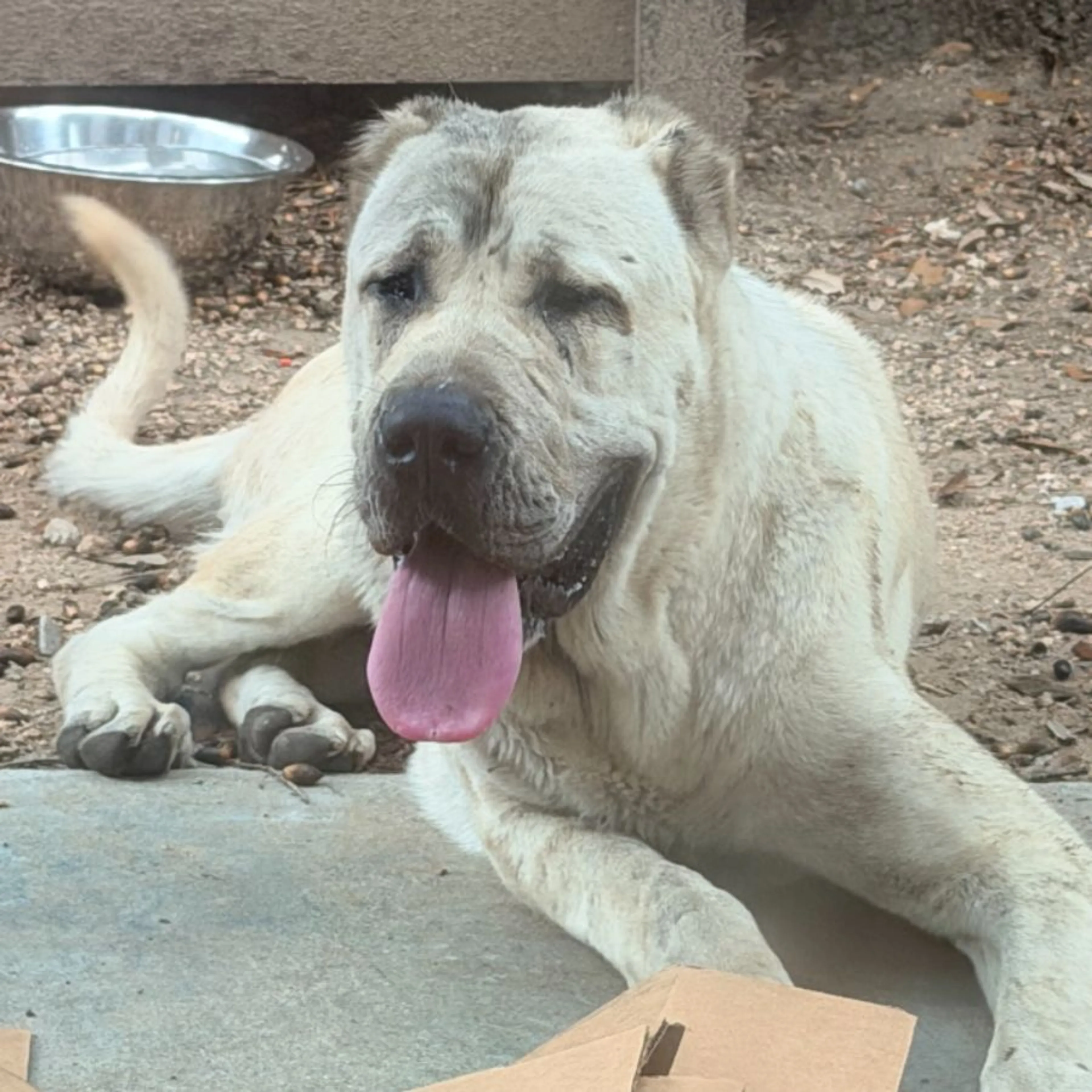 Found pet