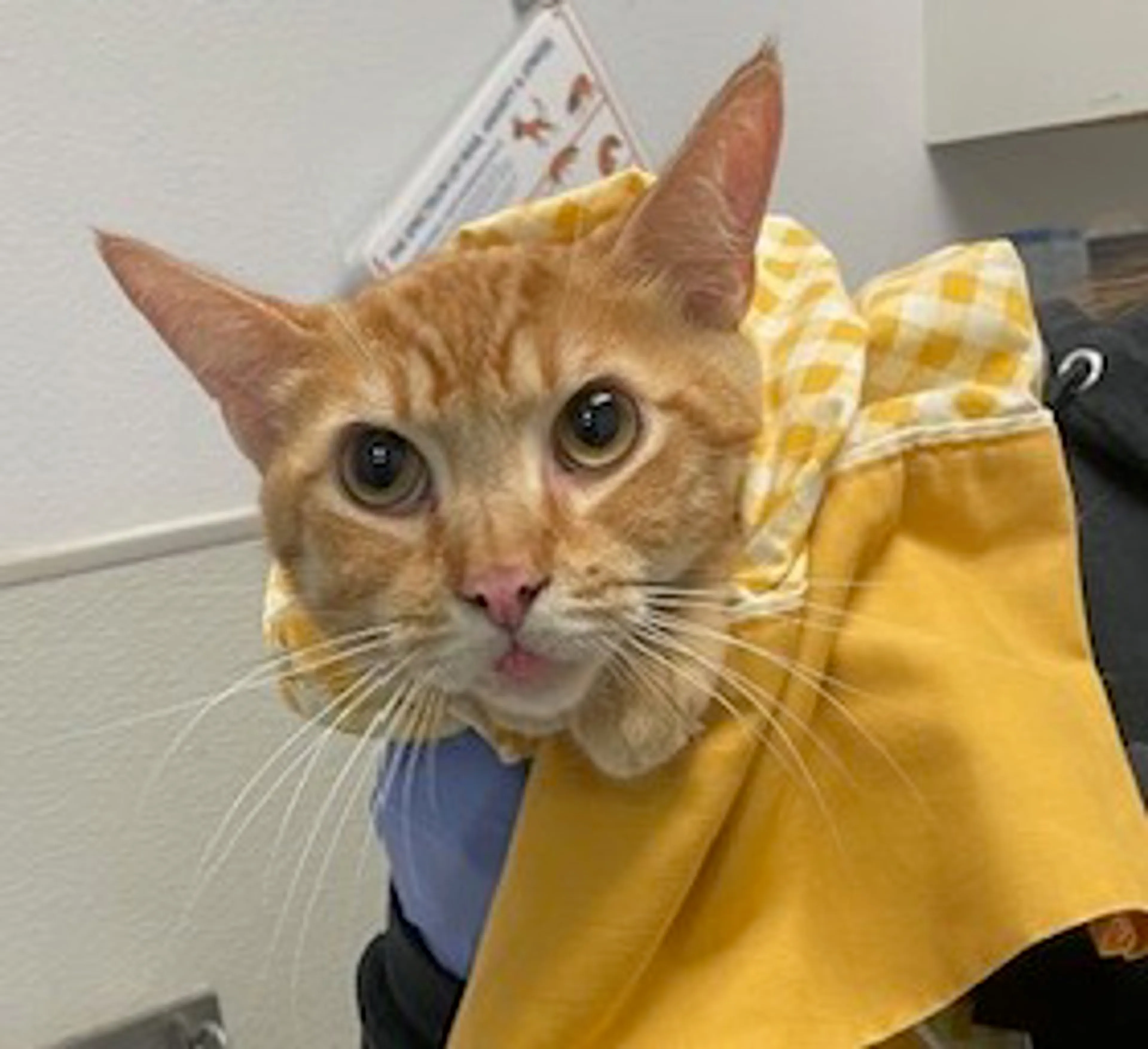 Found pet