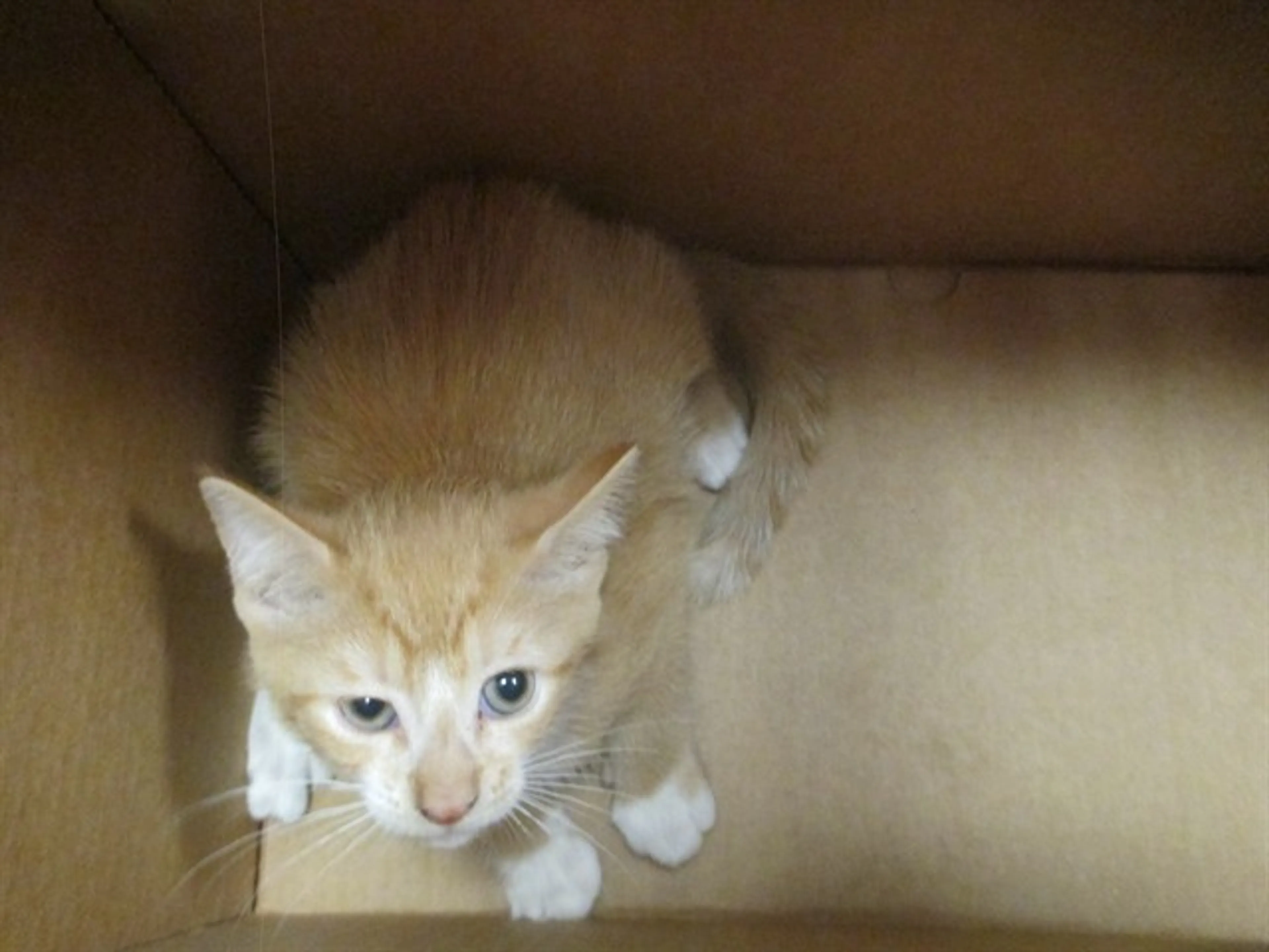 Found pet