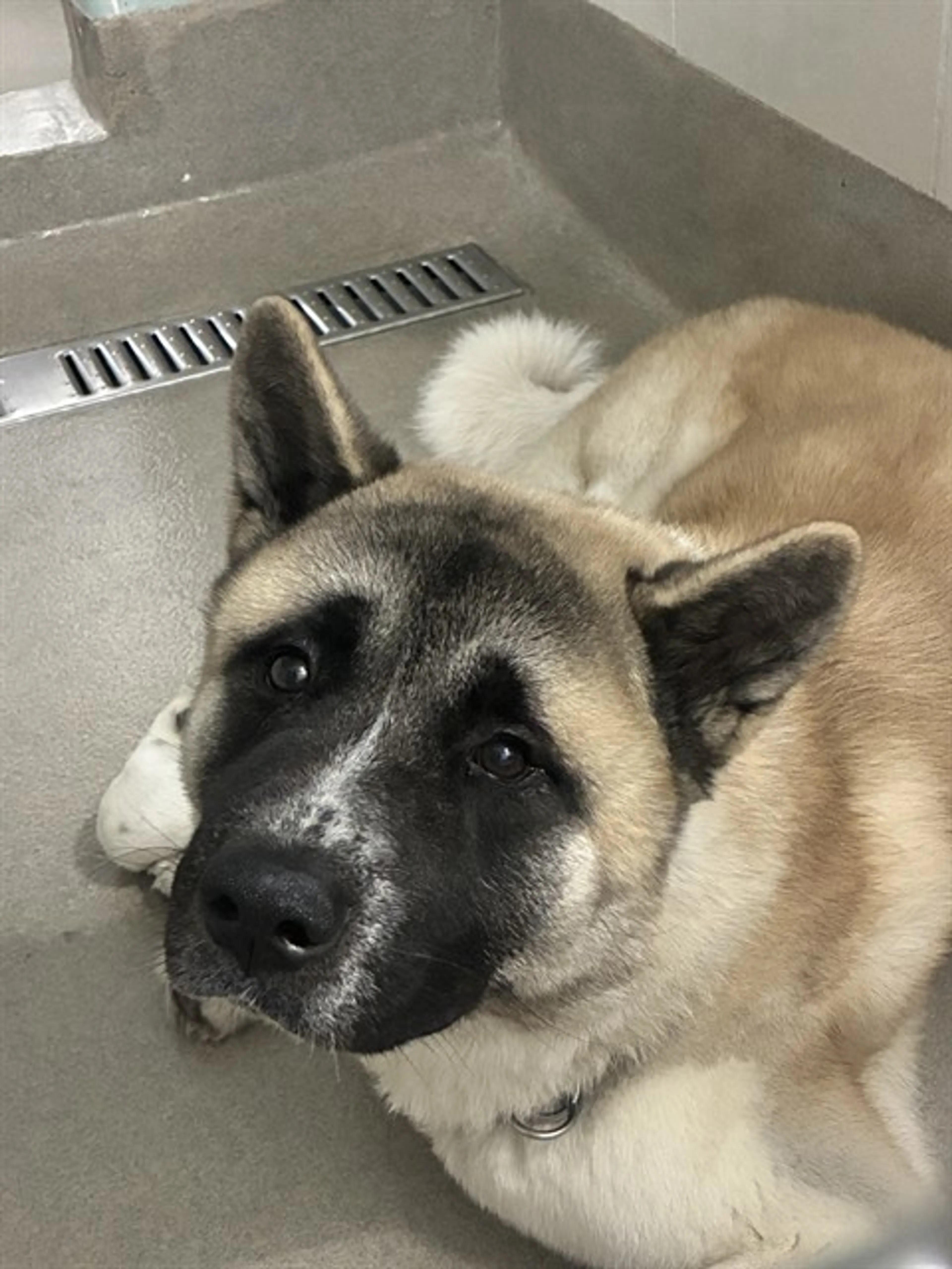 Found pet