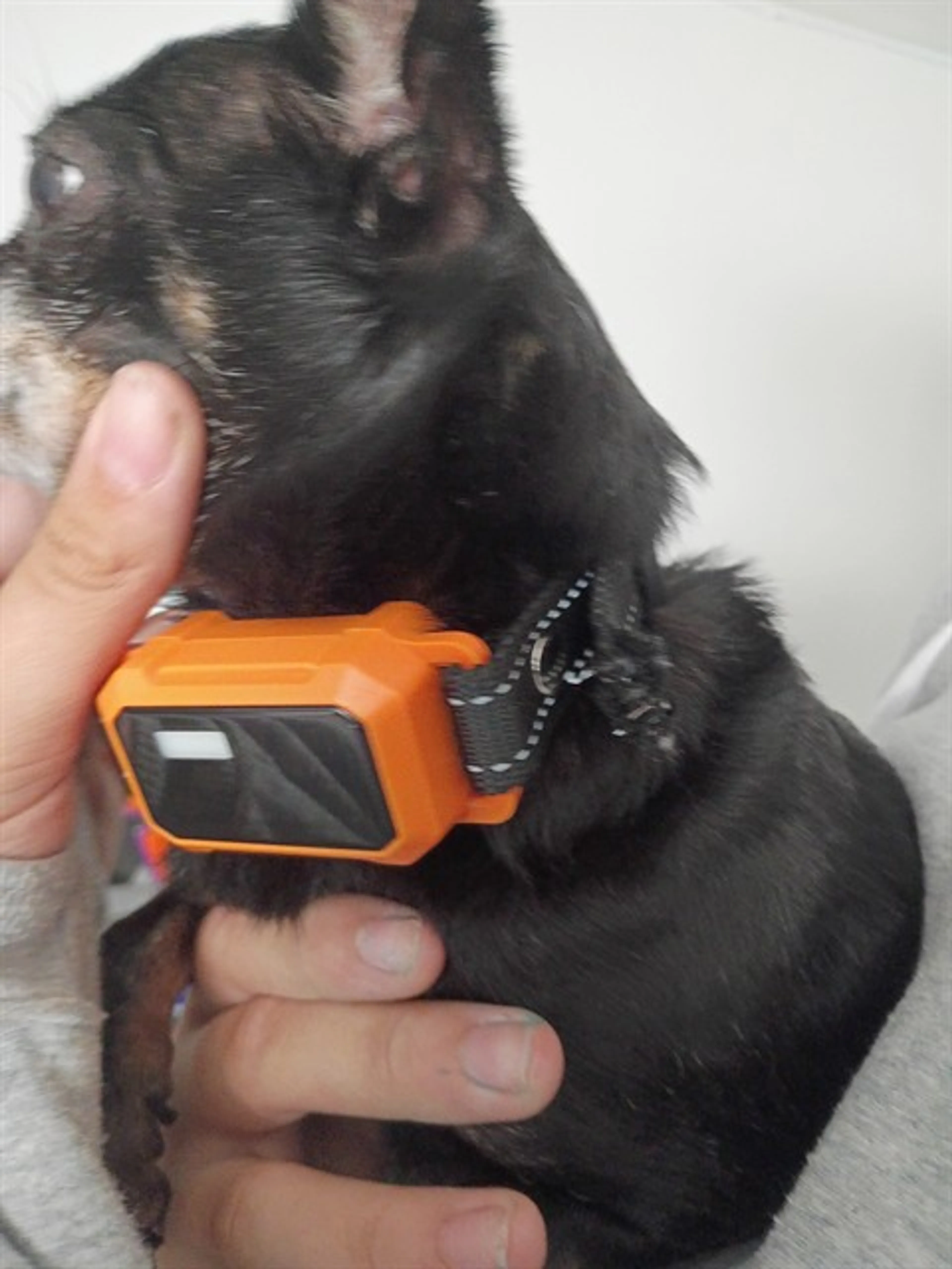 Found pet