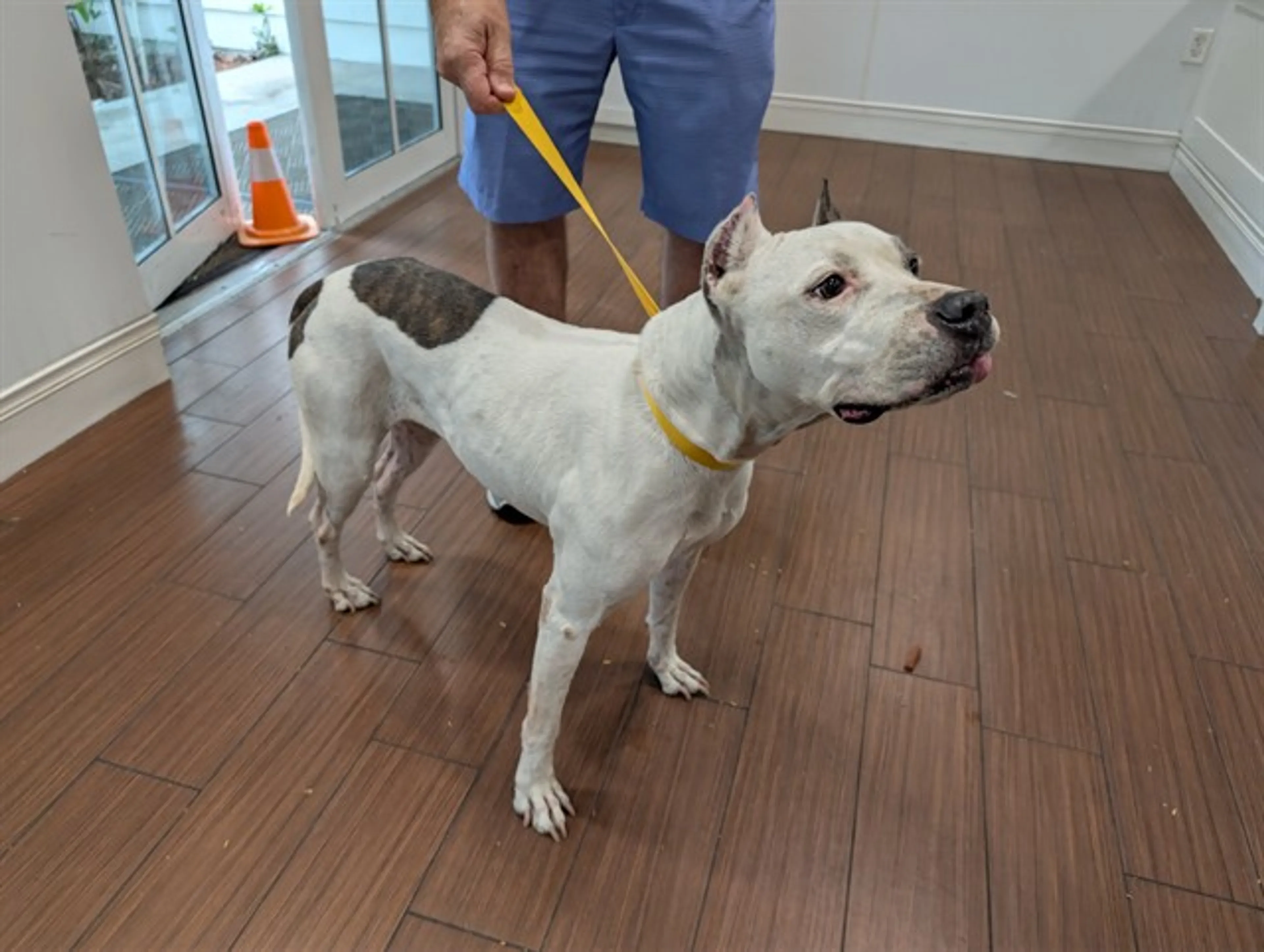 Found pet