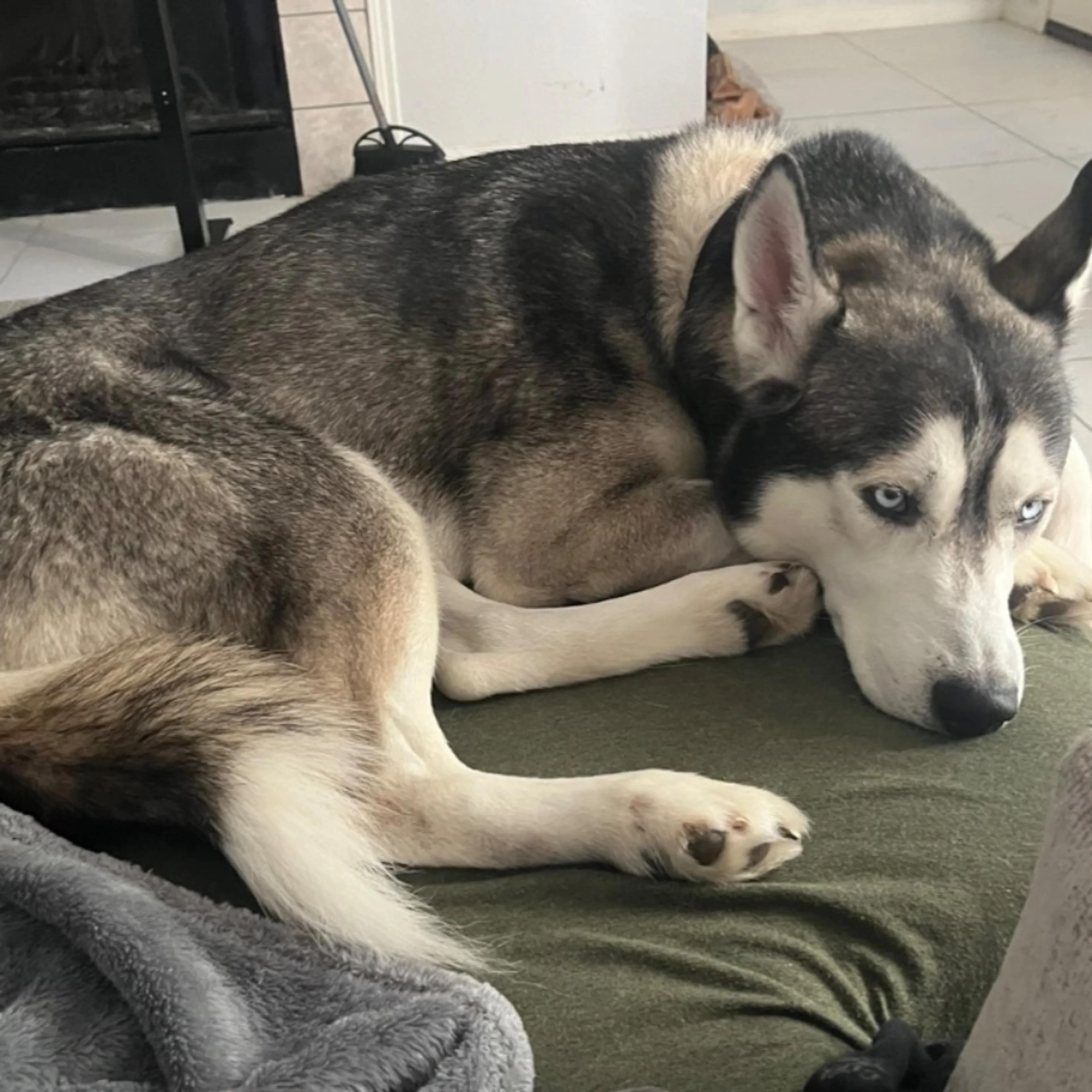 Lost pet