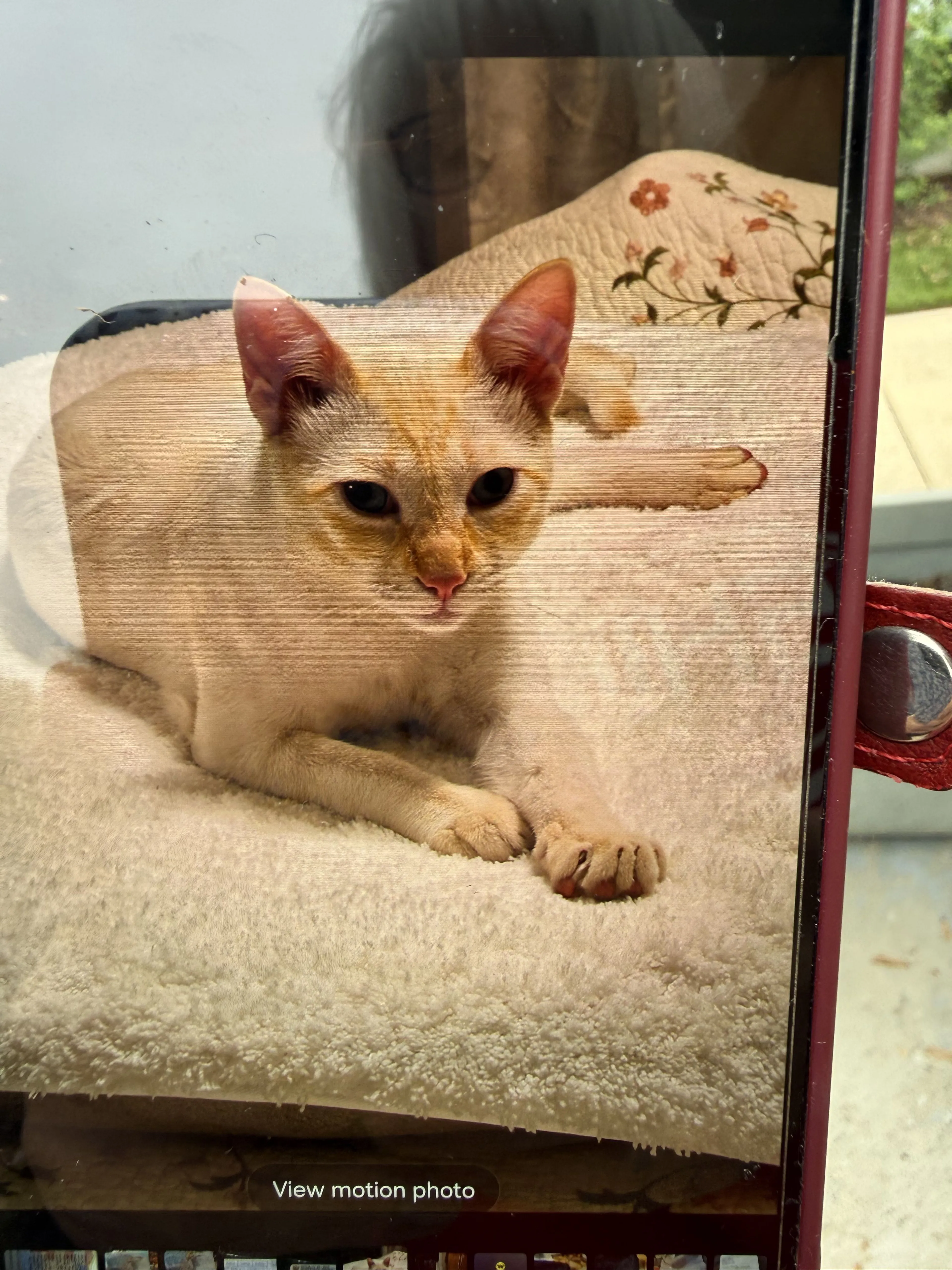 Lost pet