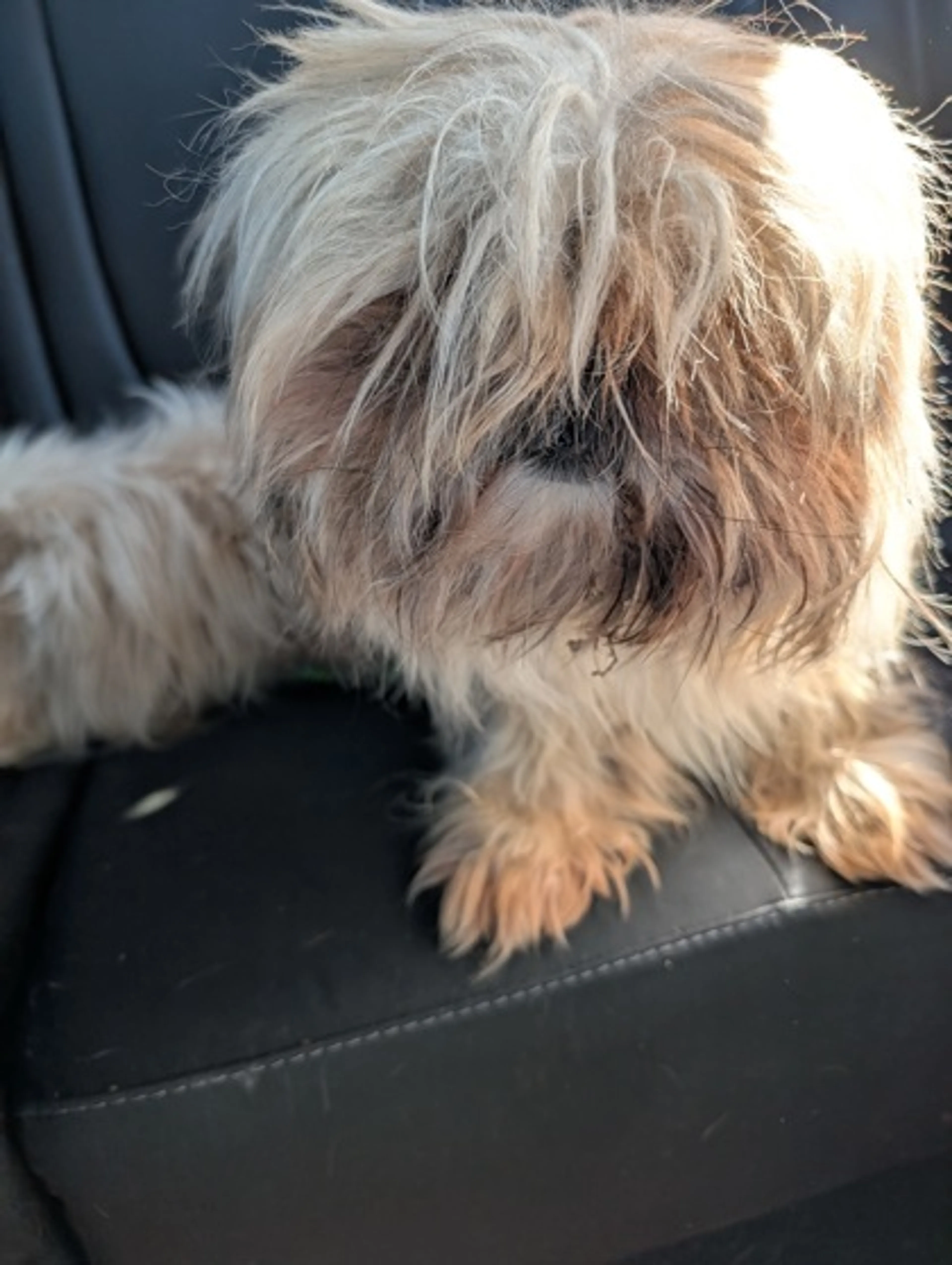 Found pet