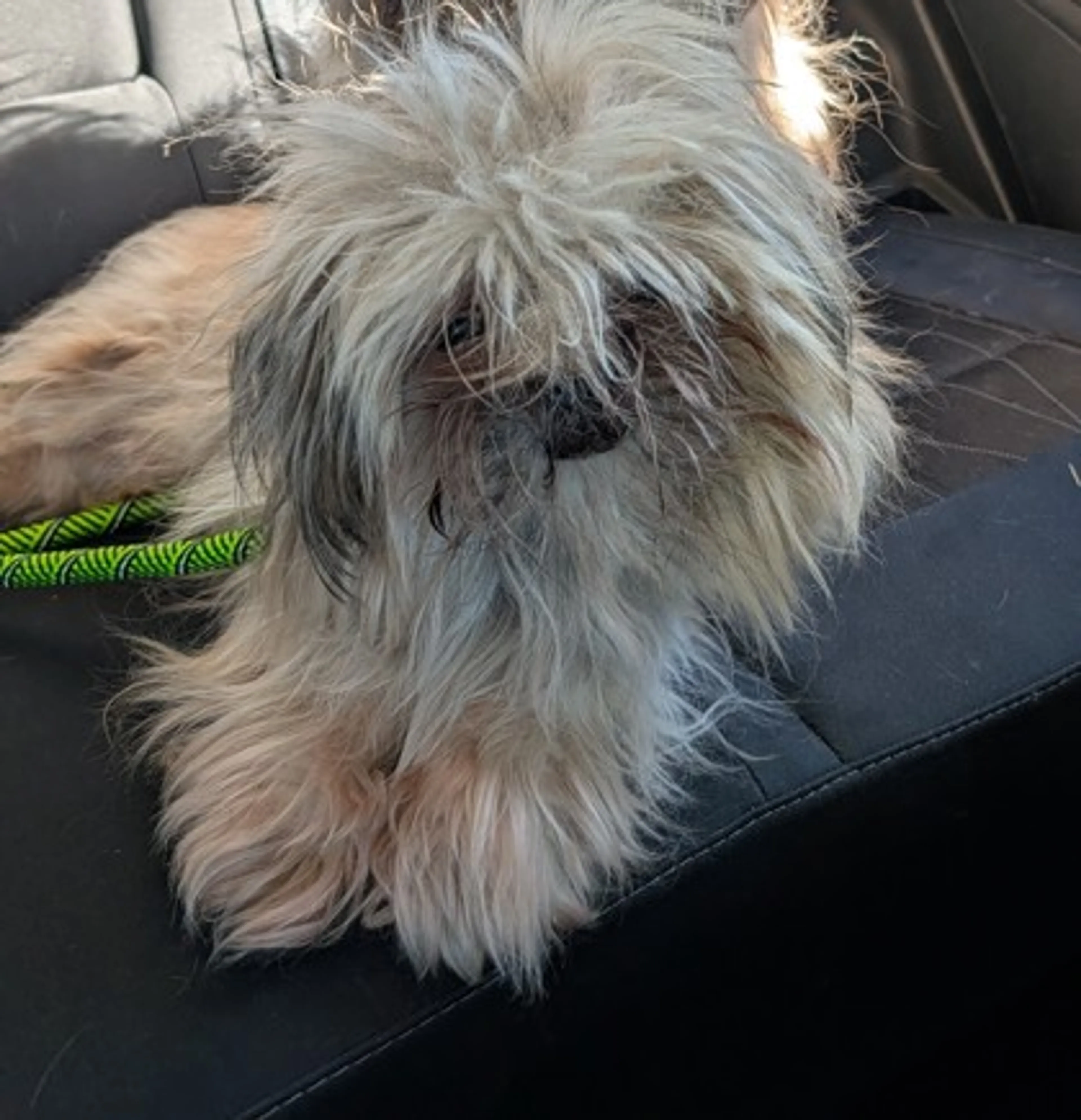 Found pet