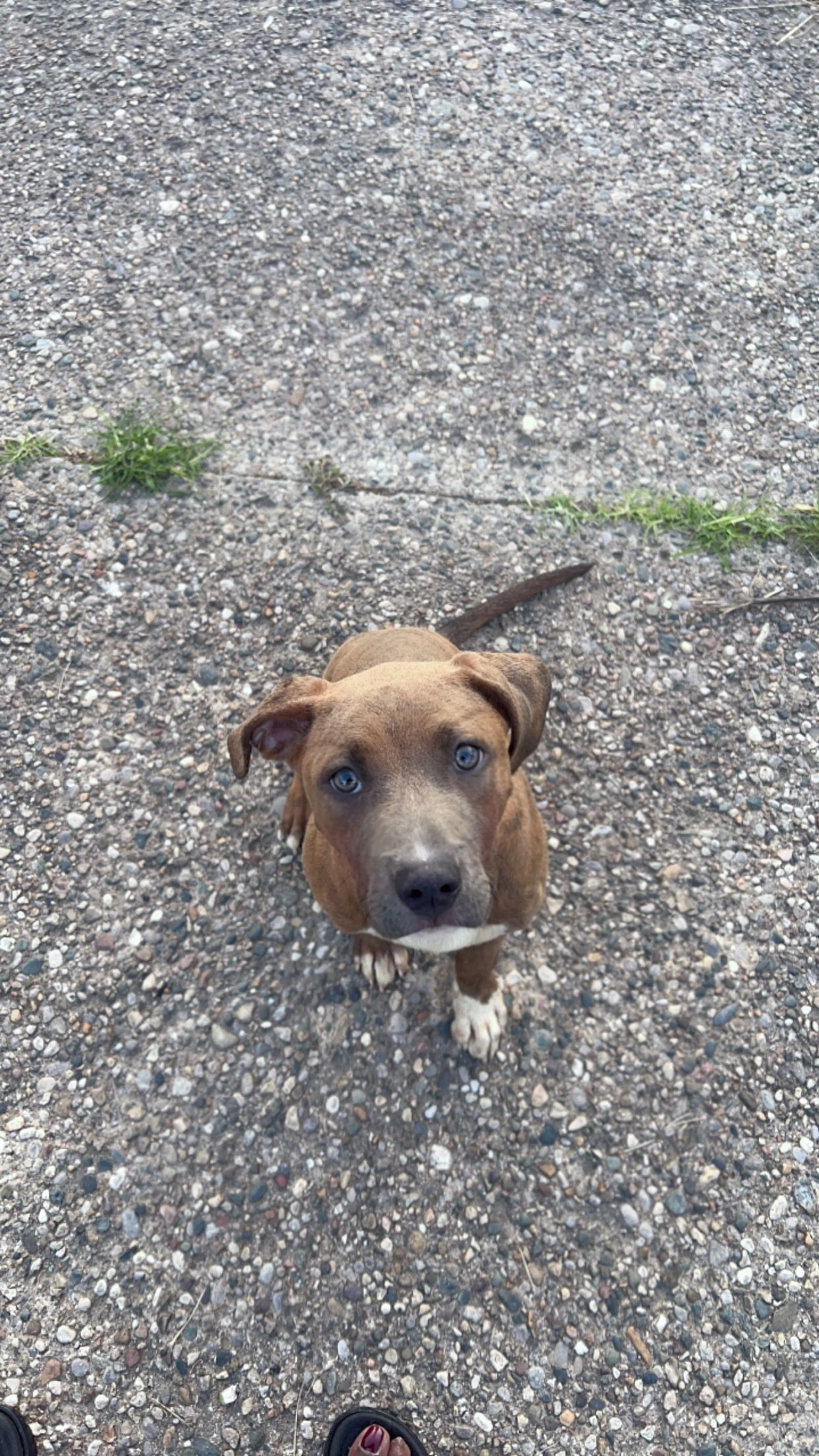 Lost pet