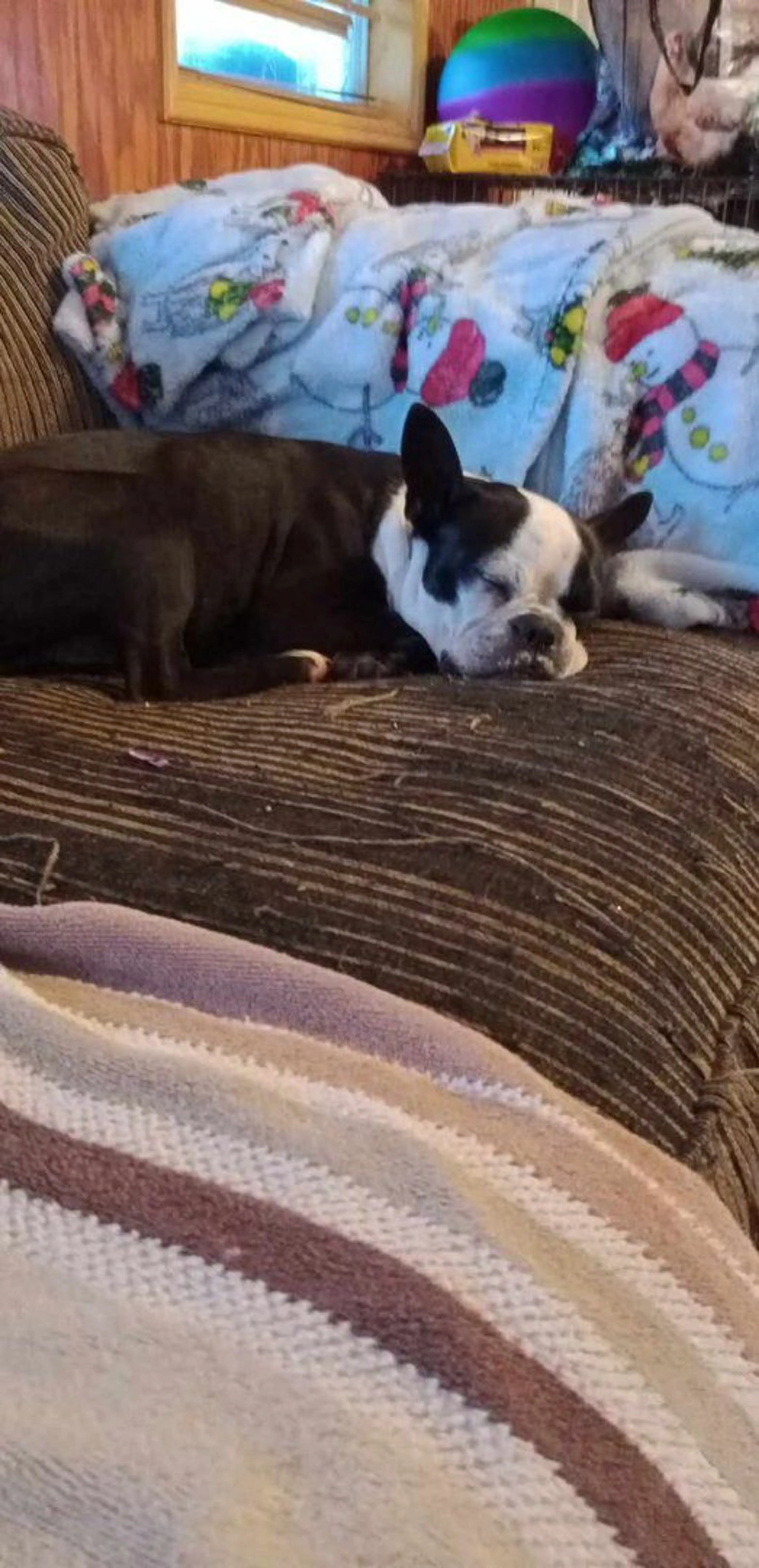 Lost pet