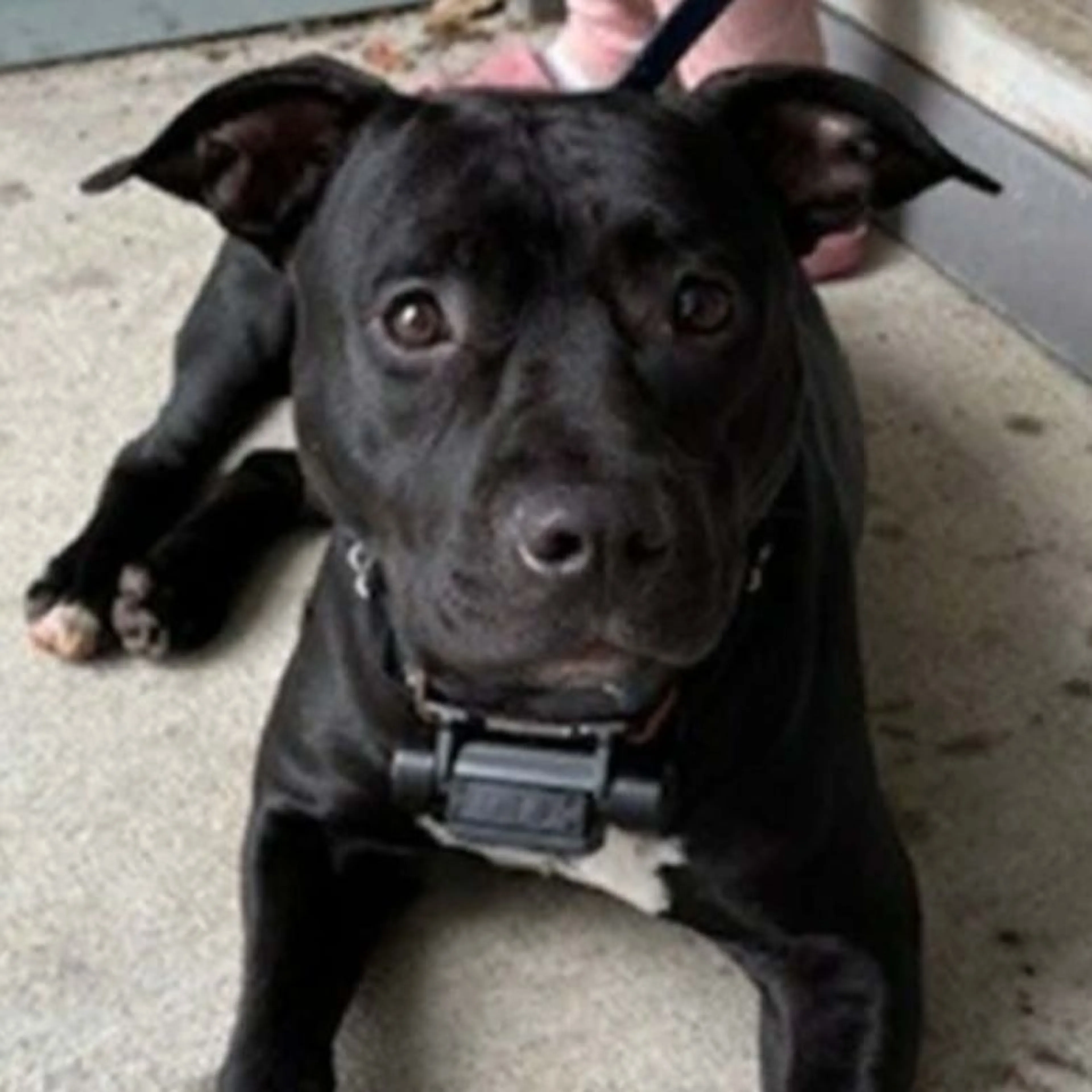 Lost pet