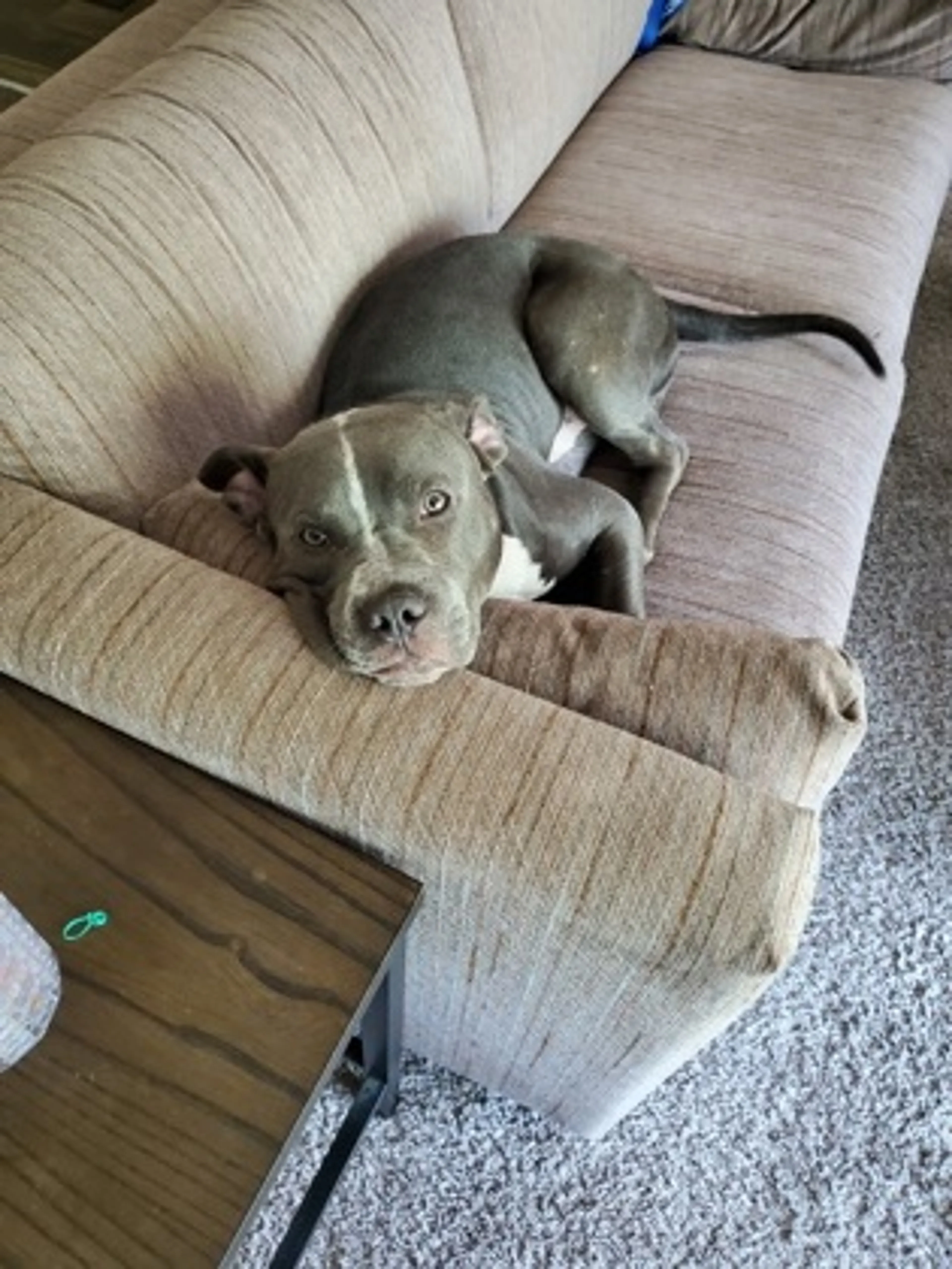 Found pet-1