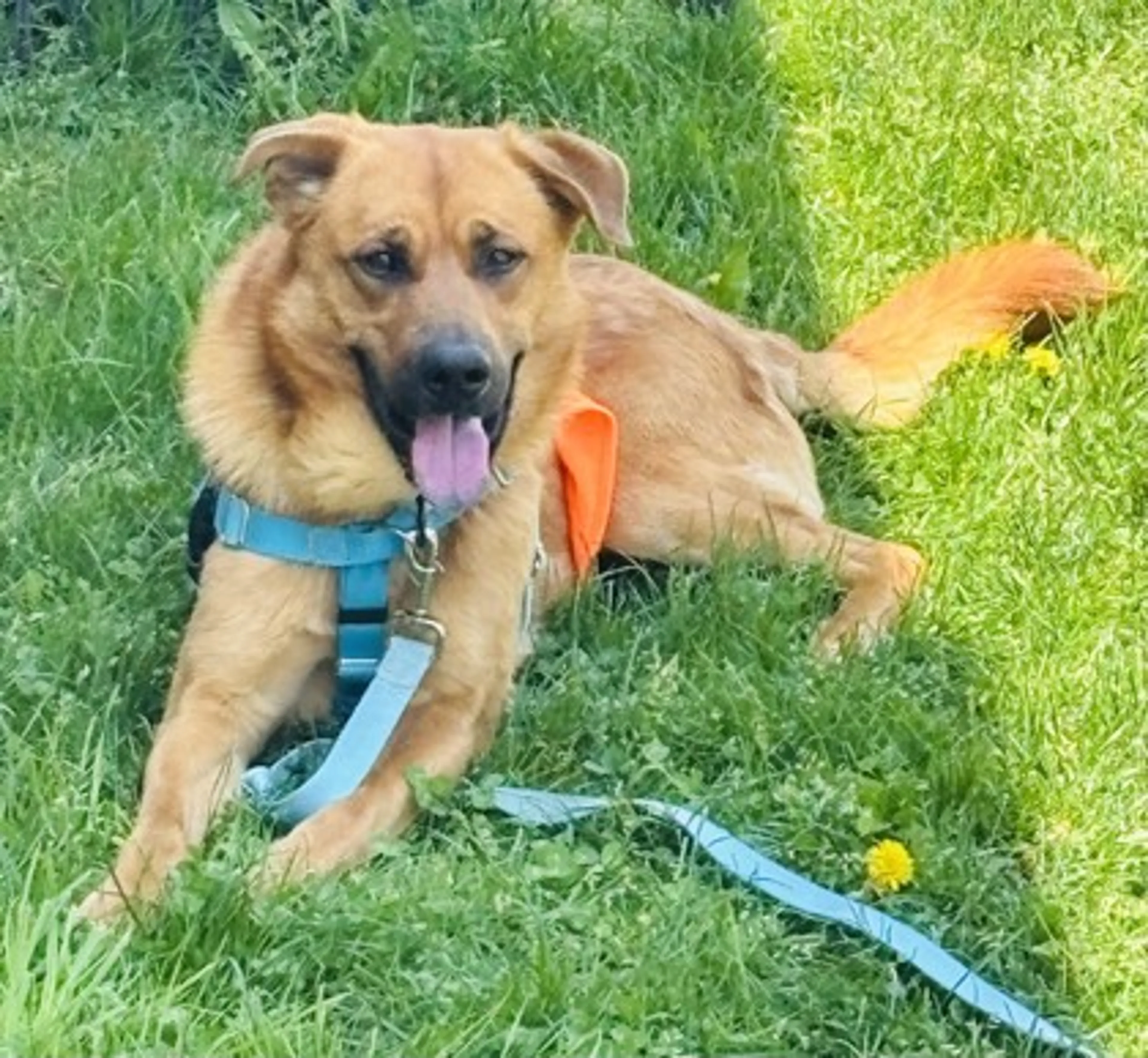 Found pet-2