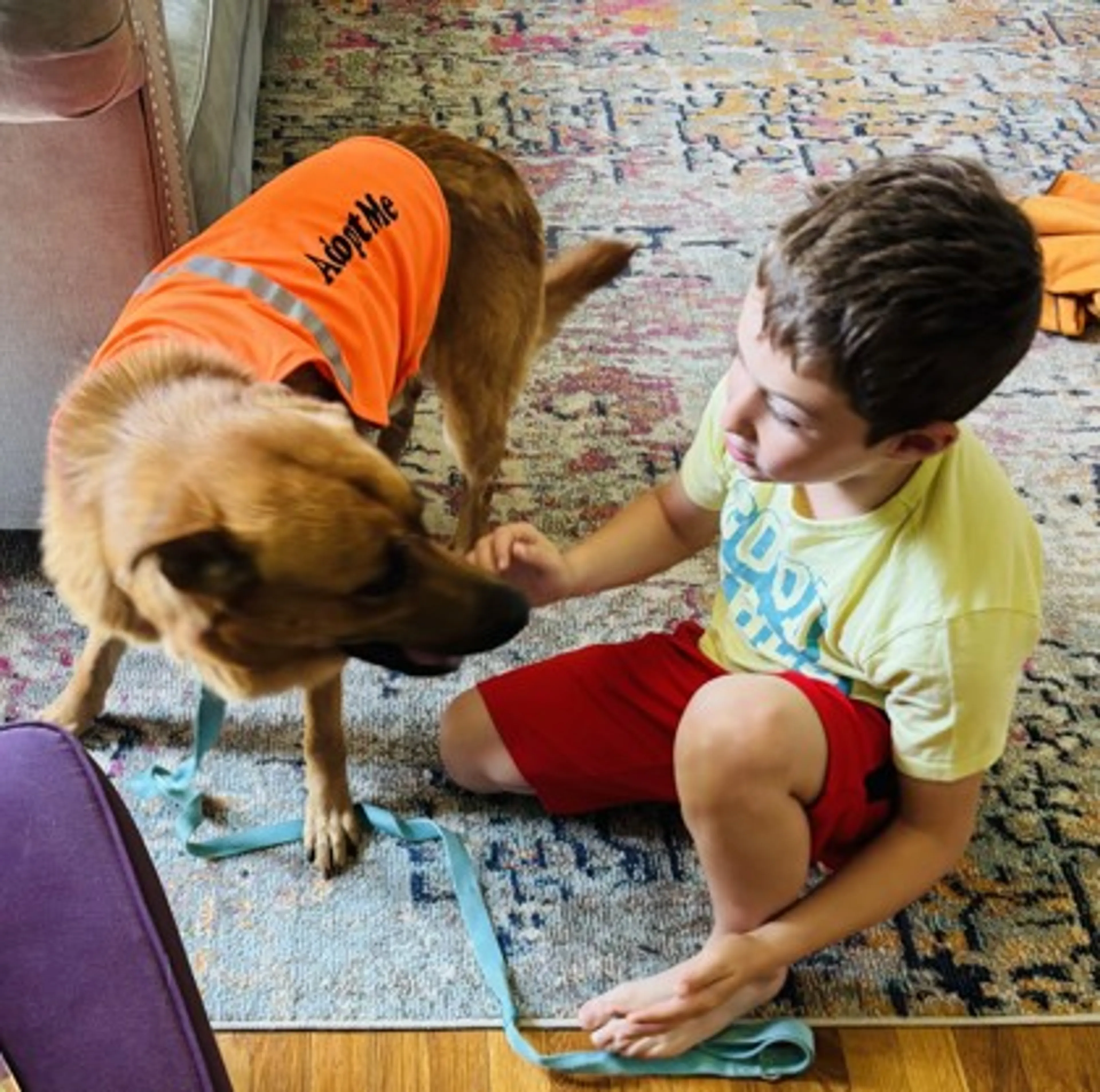 Found pet-1