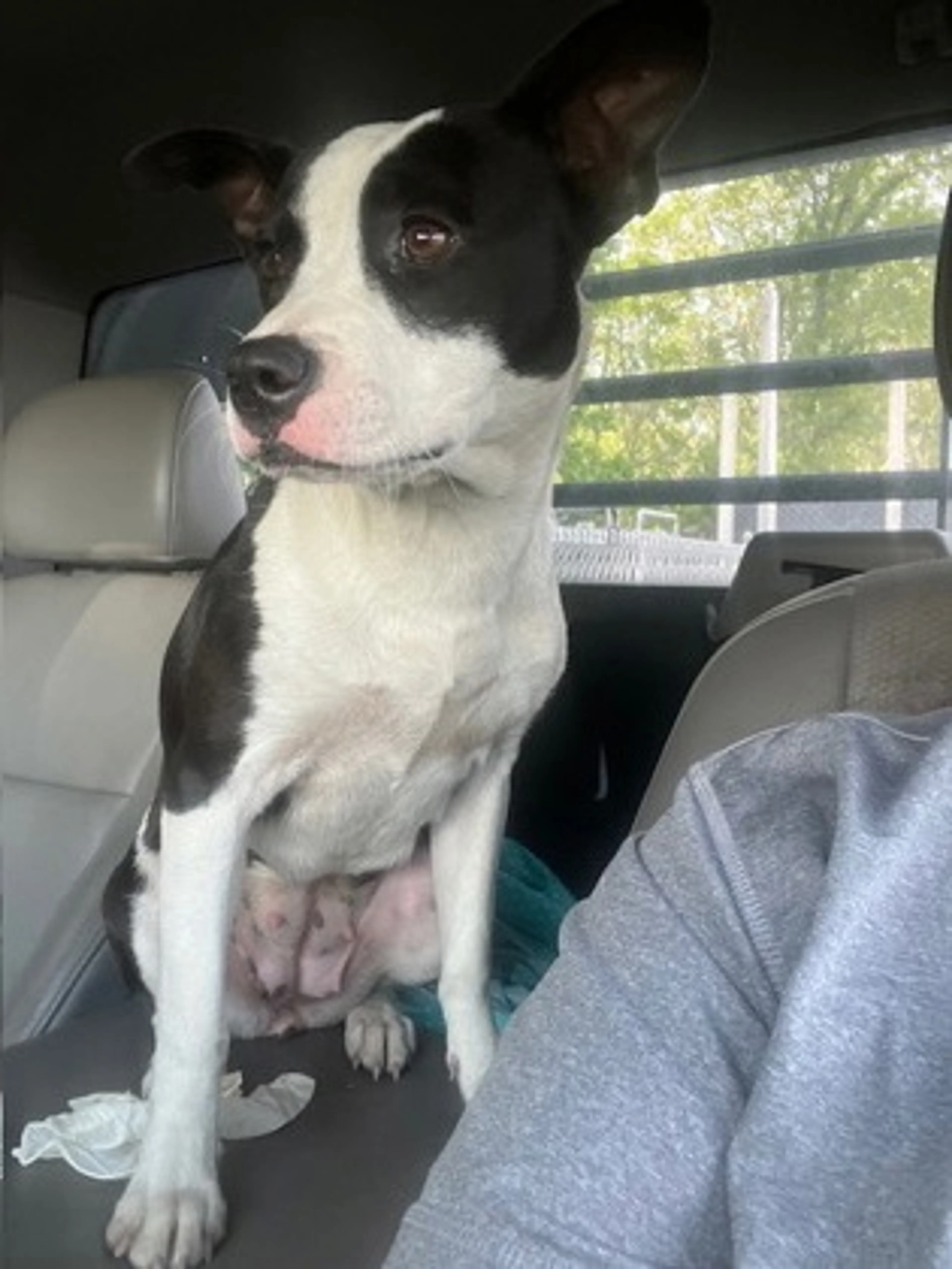 Found pet-2