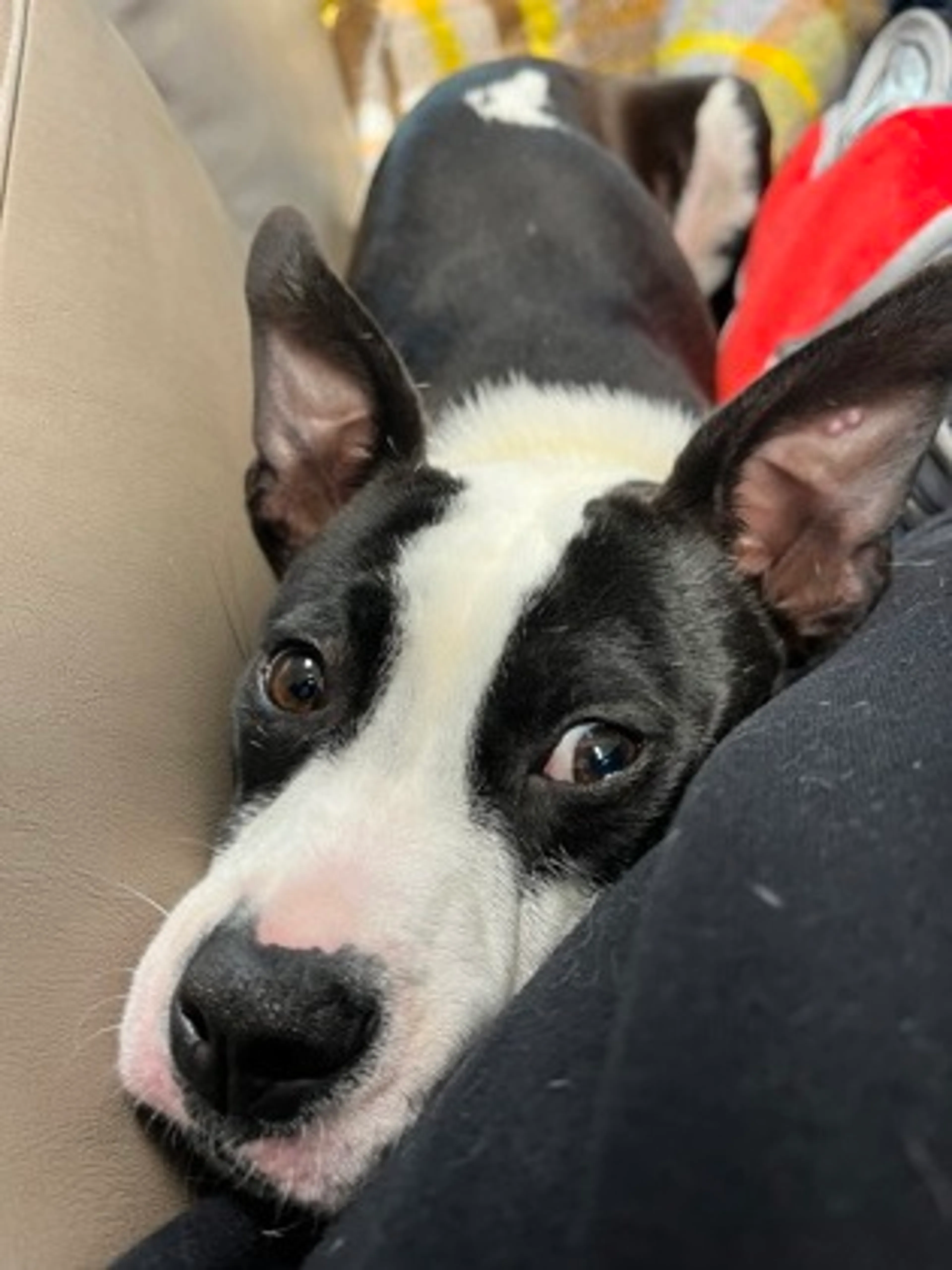 Found pet-1