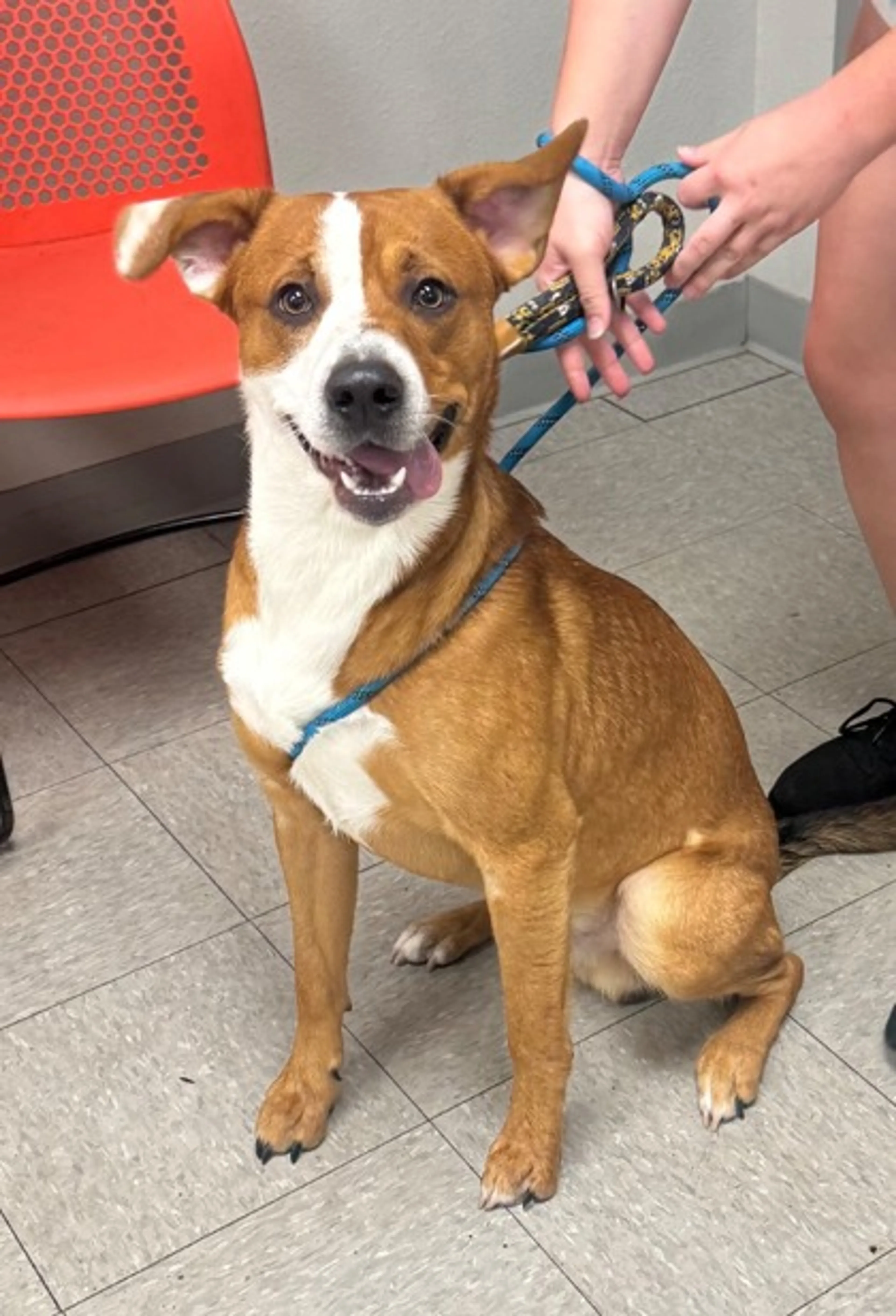 Found pet-1