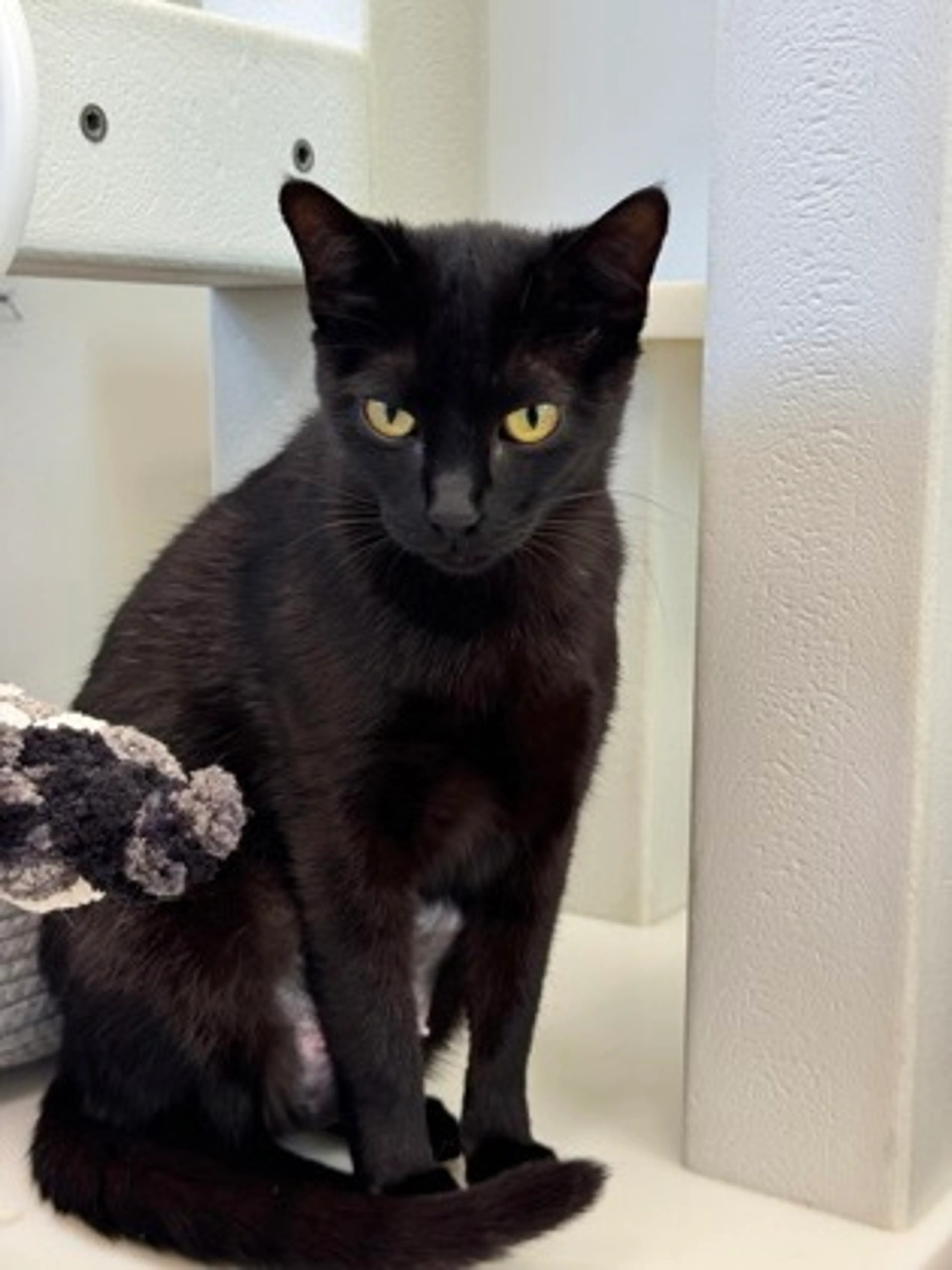 Found pet-2