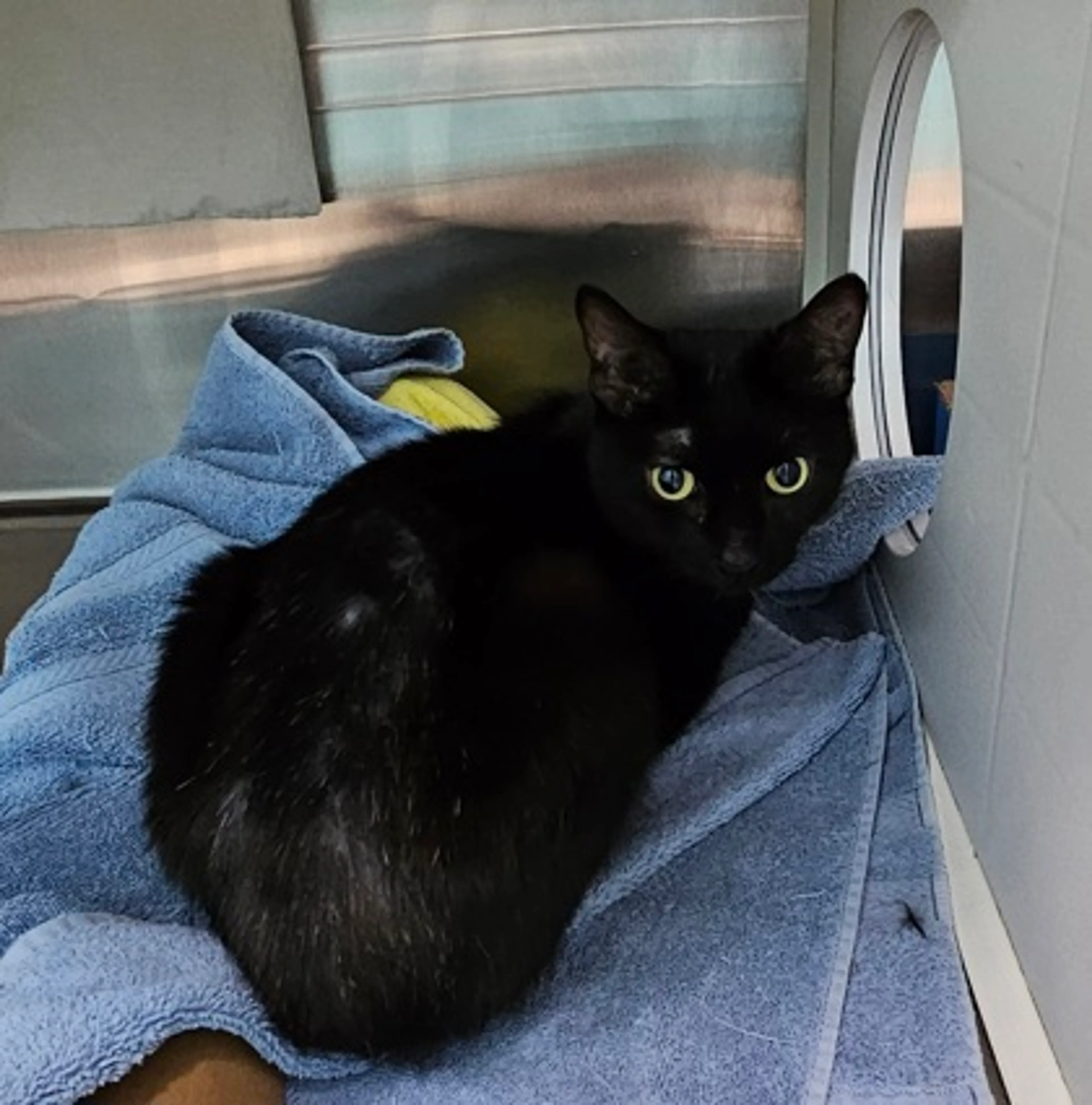 Found pet-1