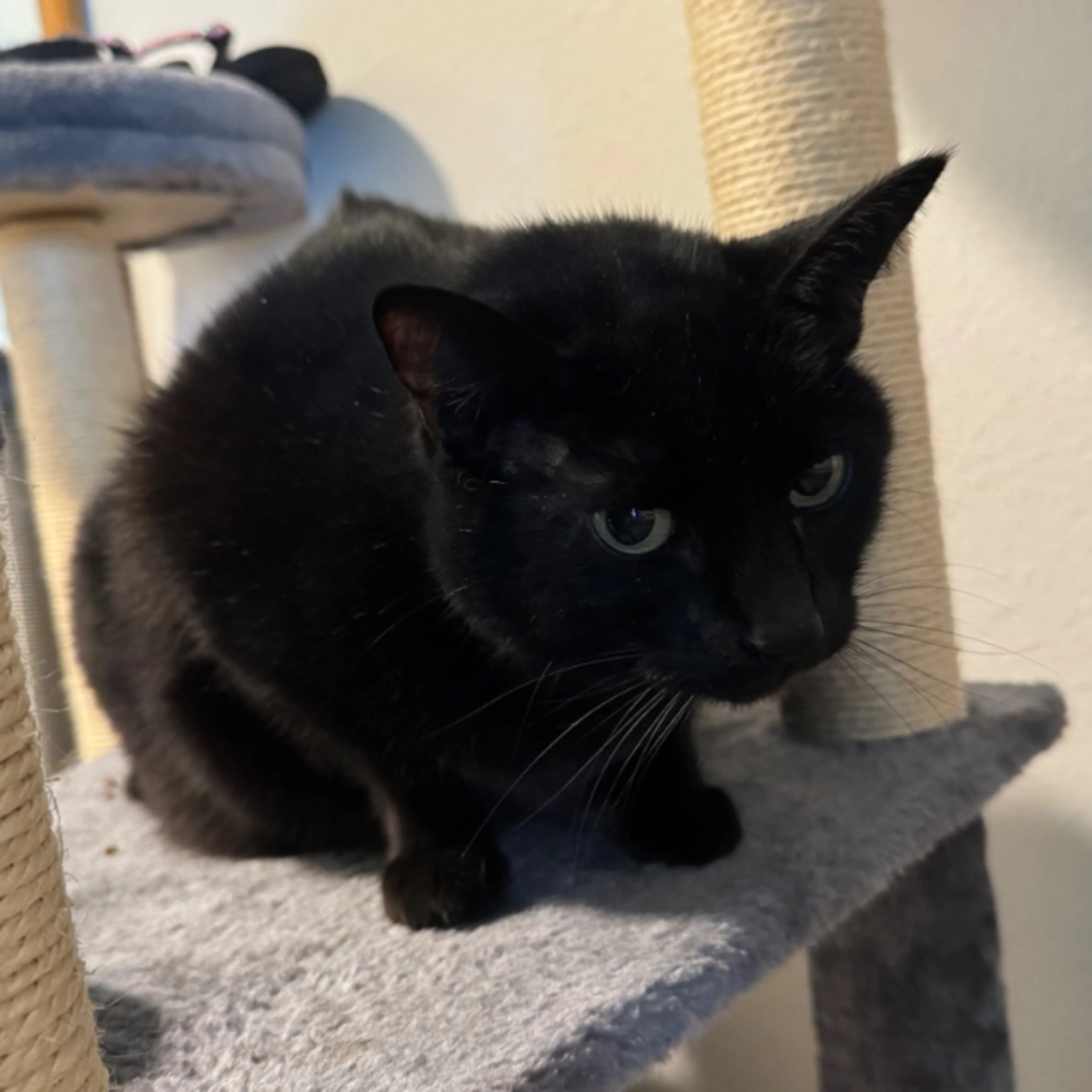 Found pet
