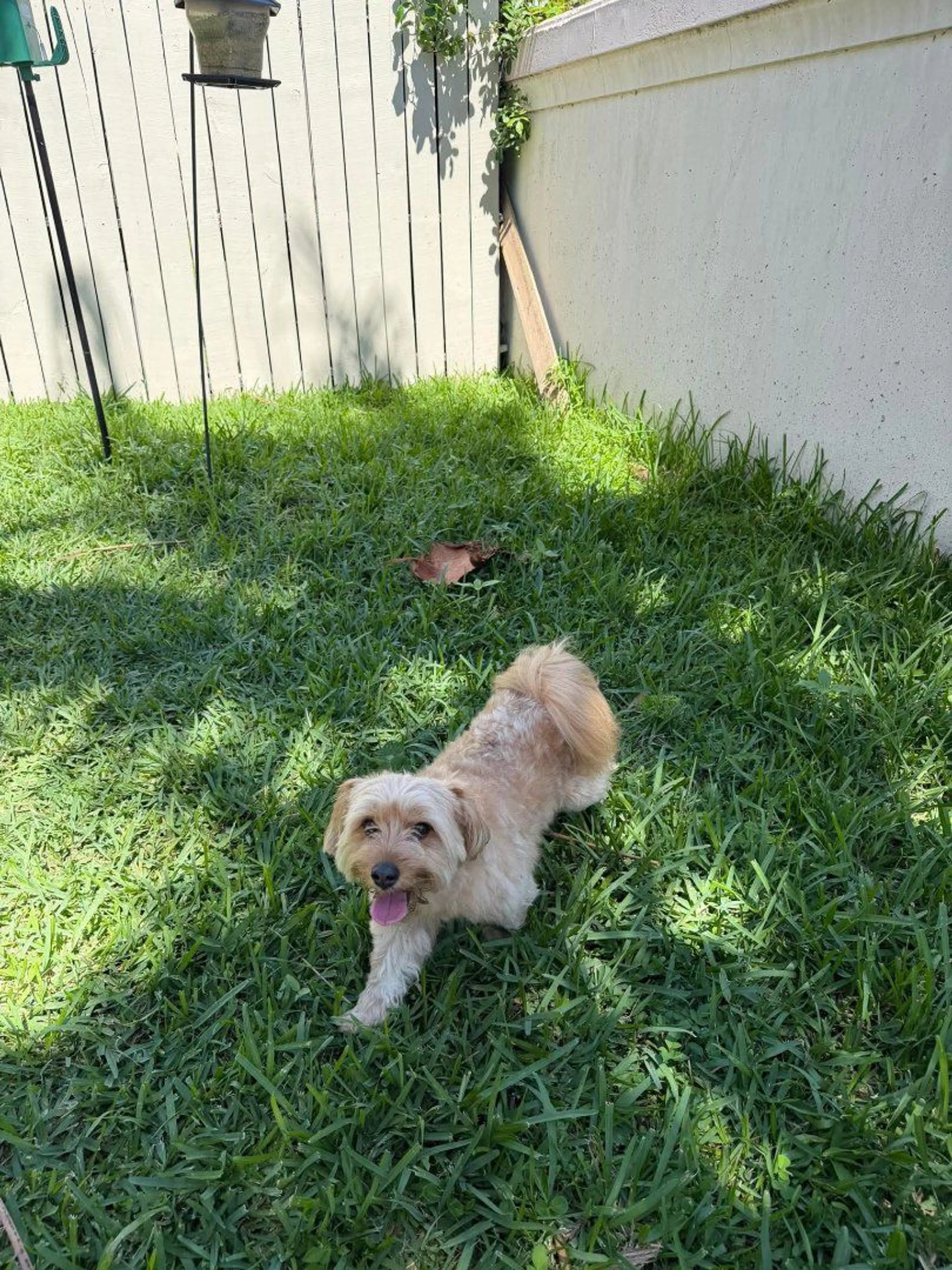 Lost pet-1